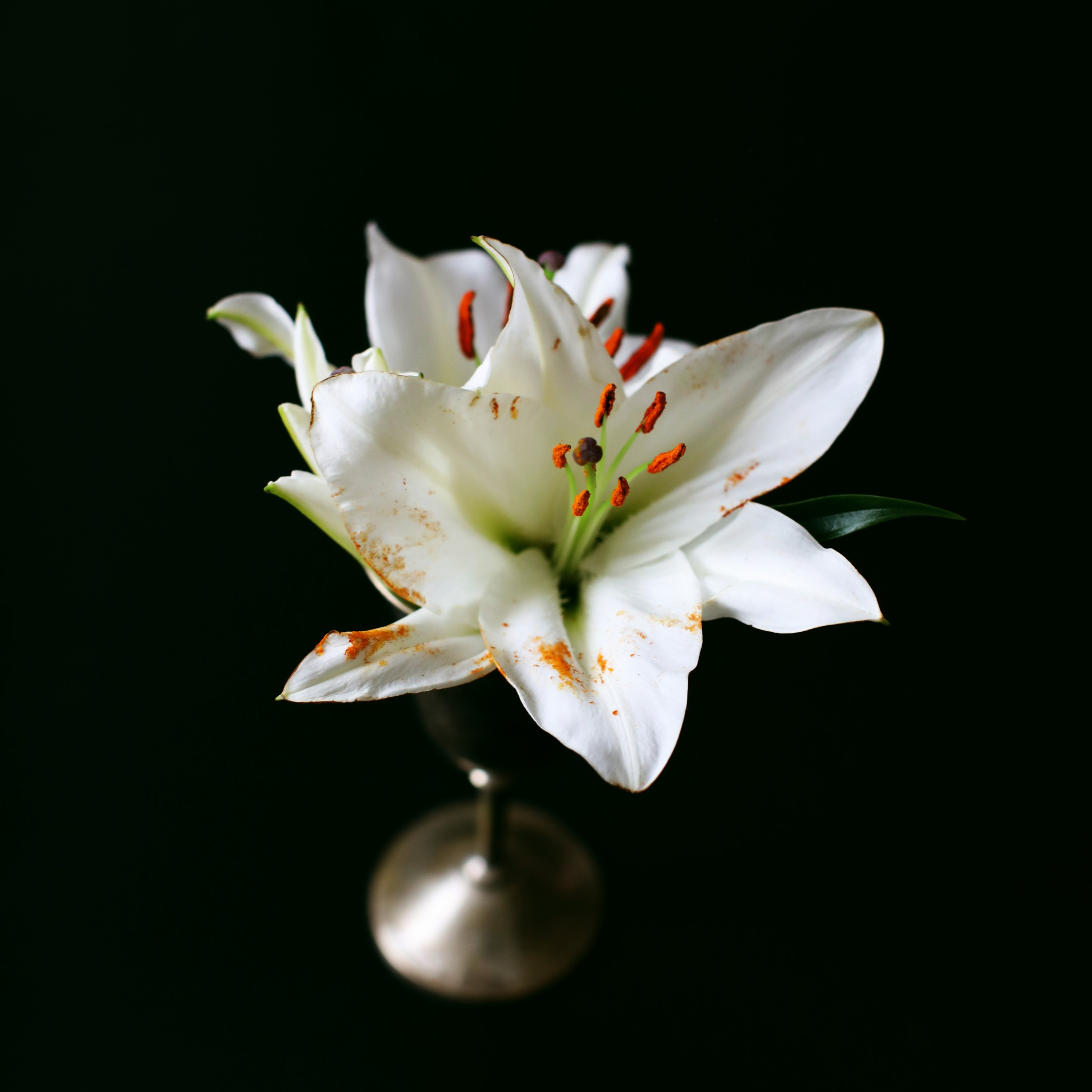 Цветы. Фотограф-портретист в Москве