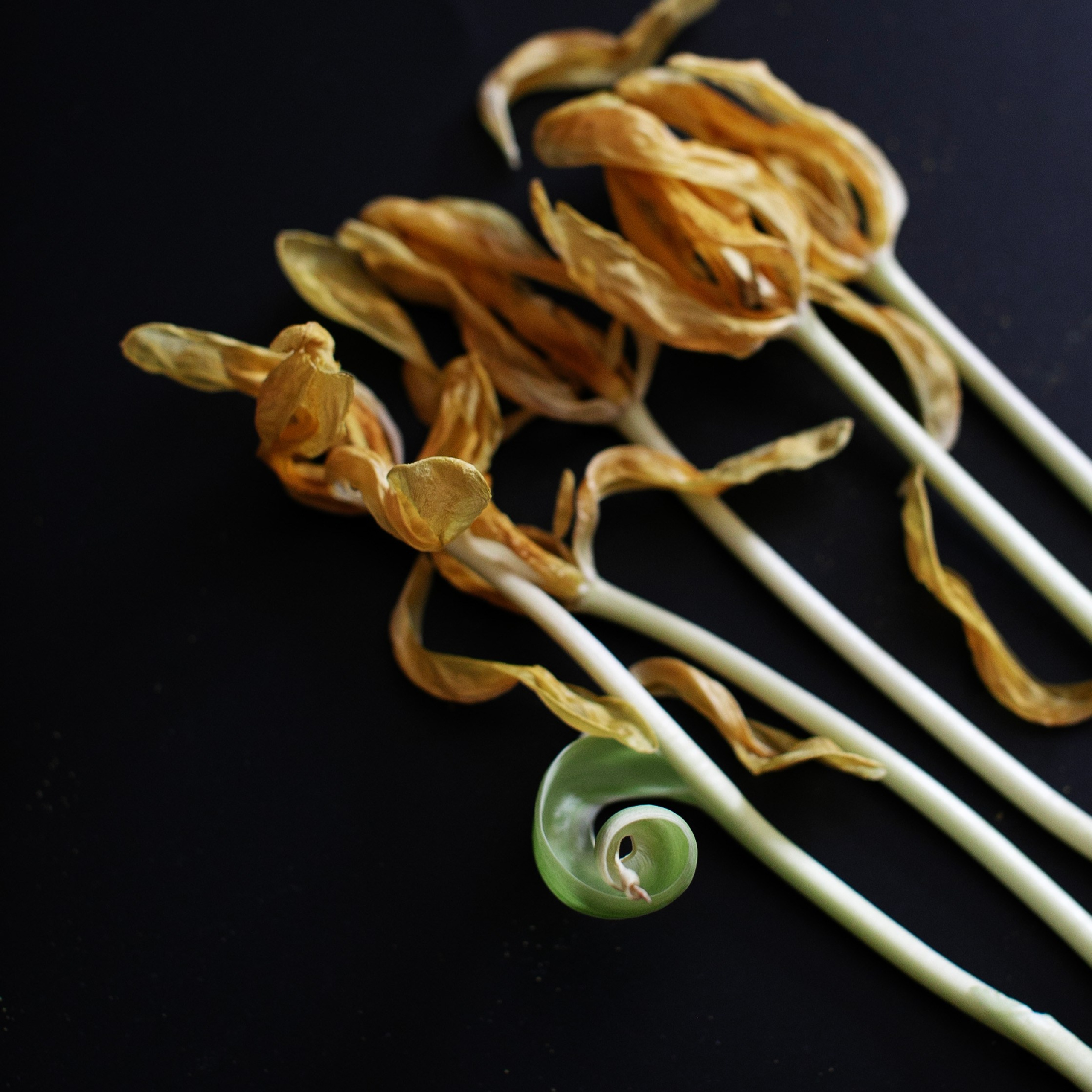 Цветы. Фотограф-портретист в Москве