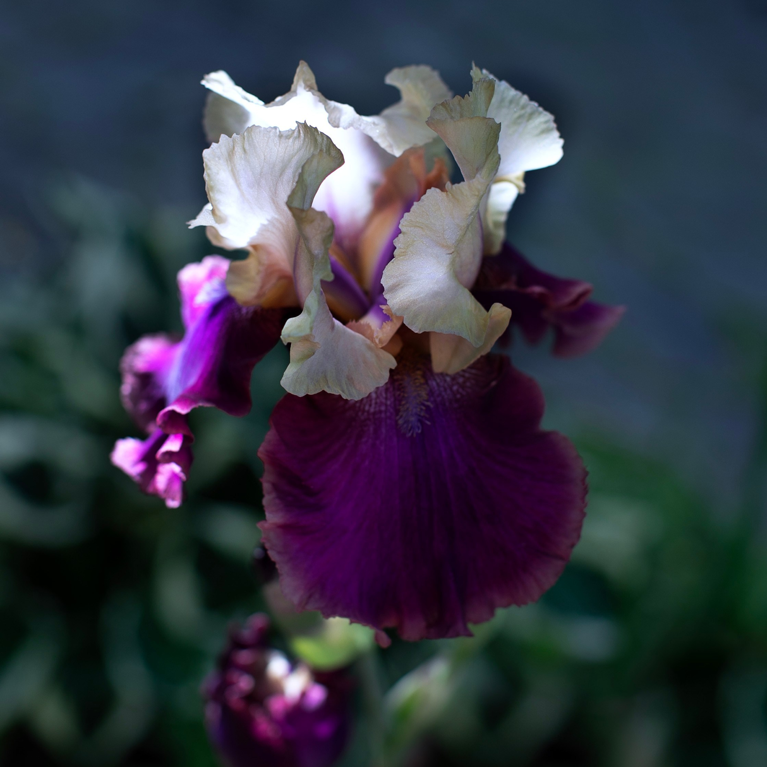 Цветы. Фотограф-портретист в Москве