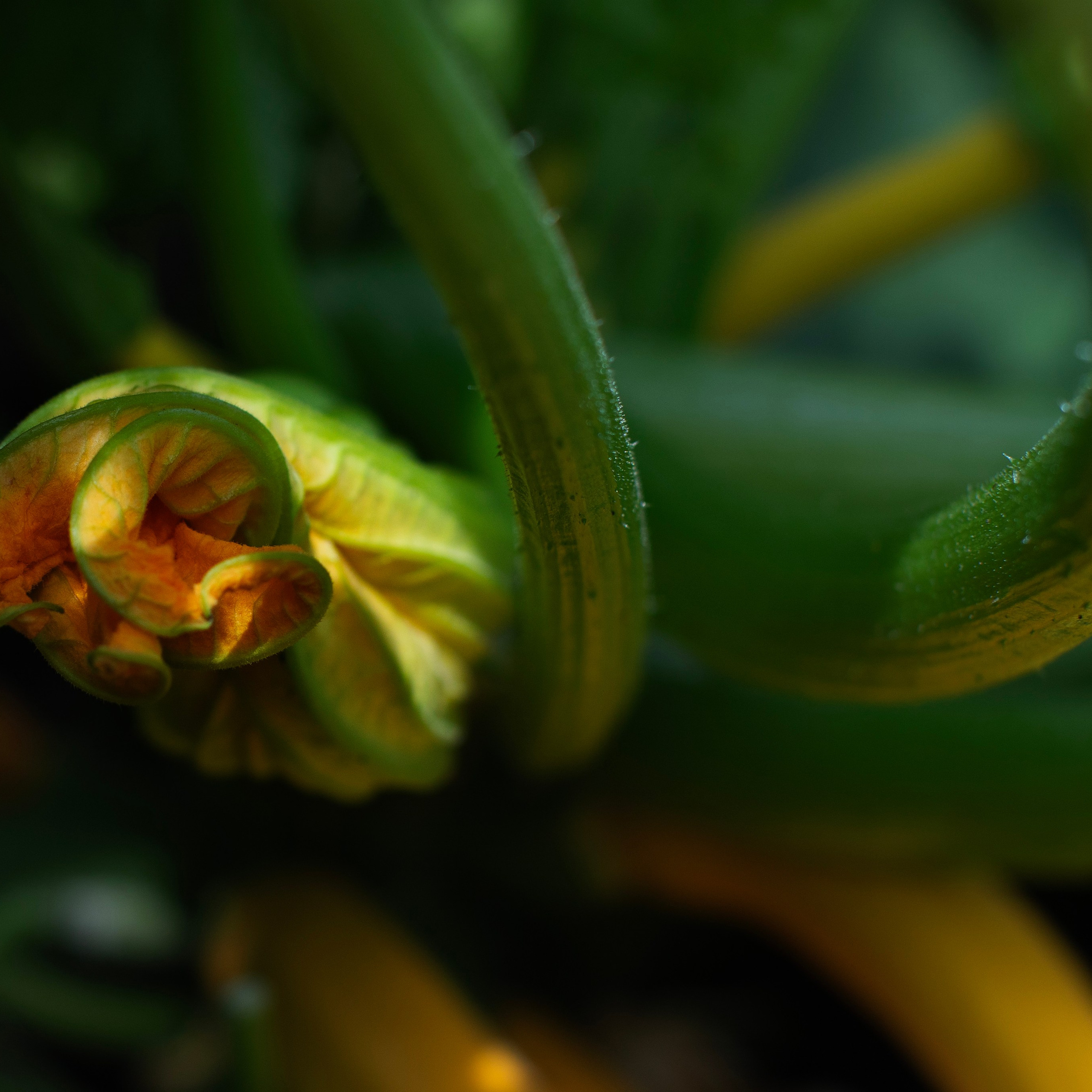 Цветы. Фотограф-портретист в Москве