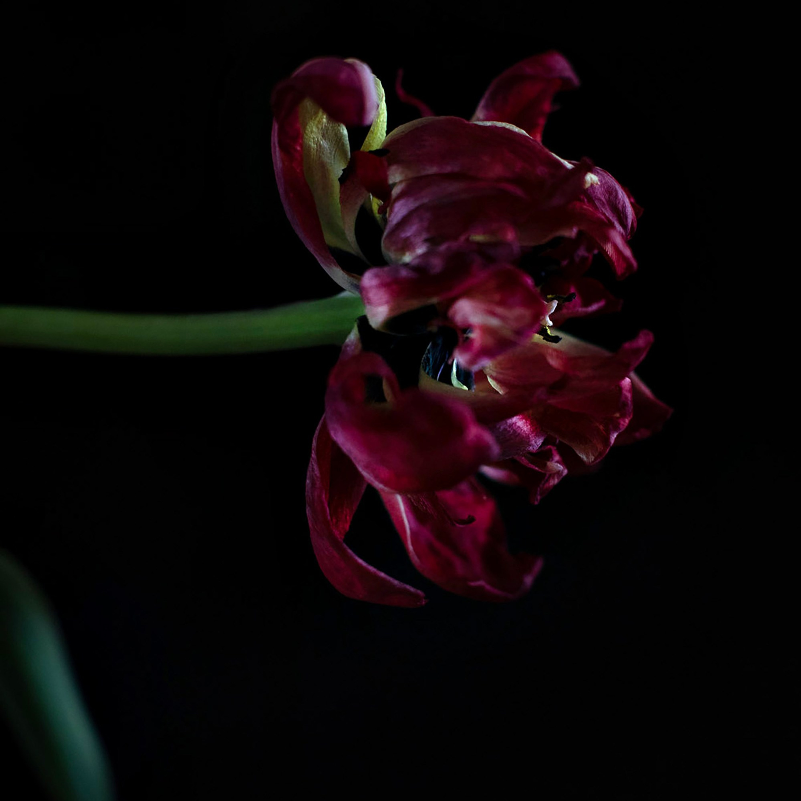 Цветы. Фотограф-портретист в Москве