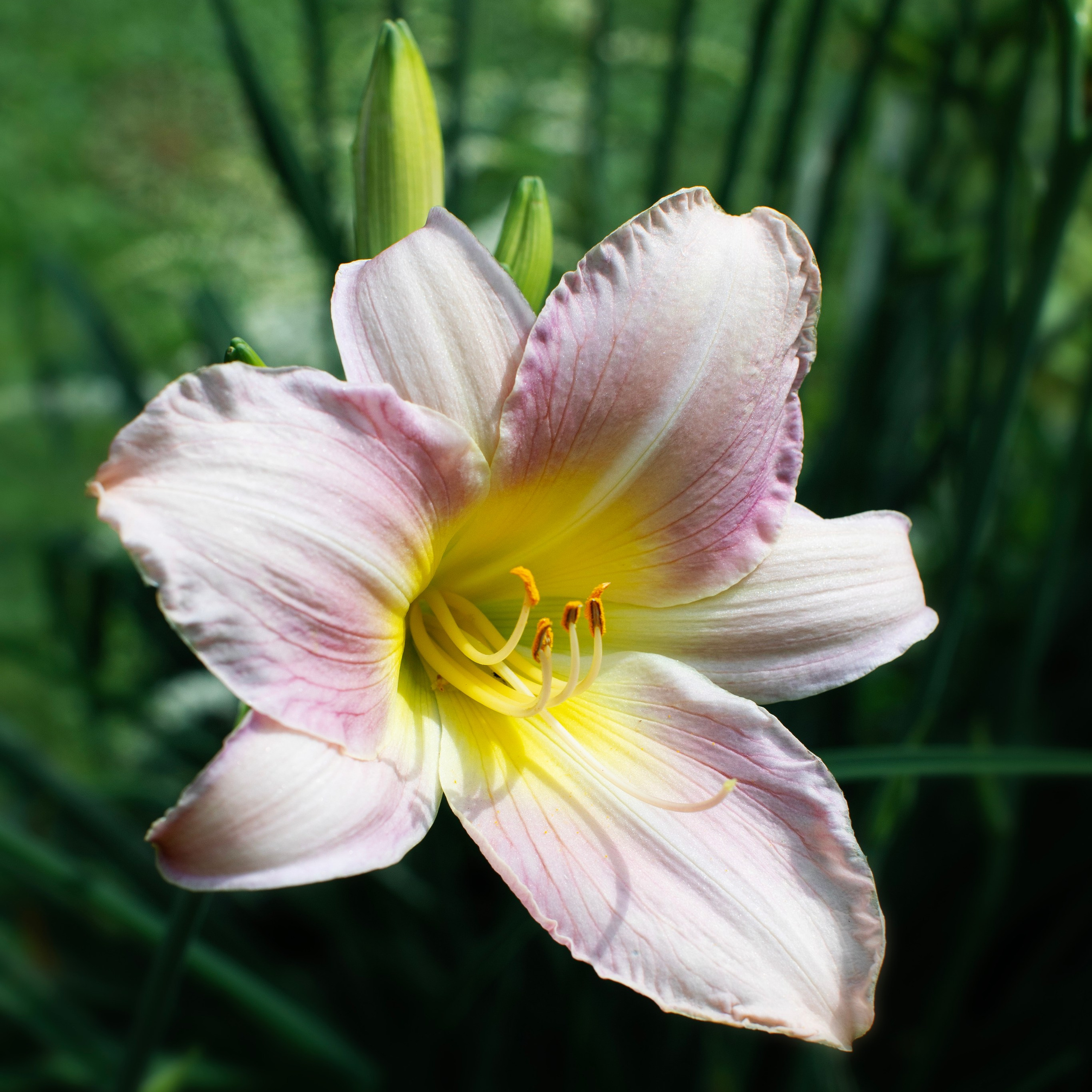 Цветы. Фотограф-портретист в Москве