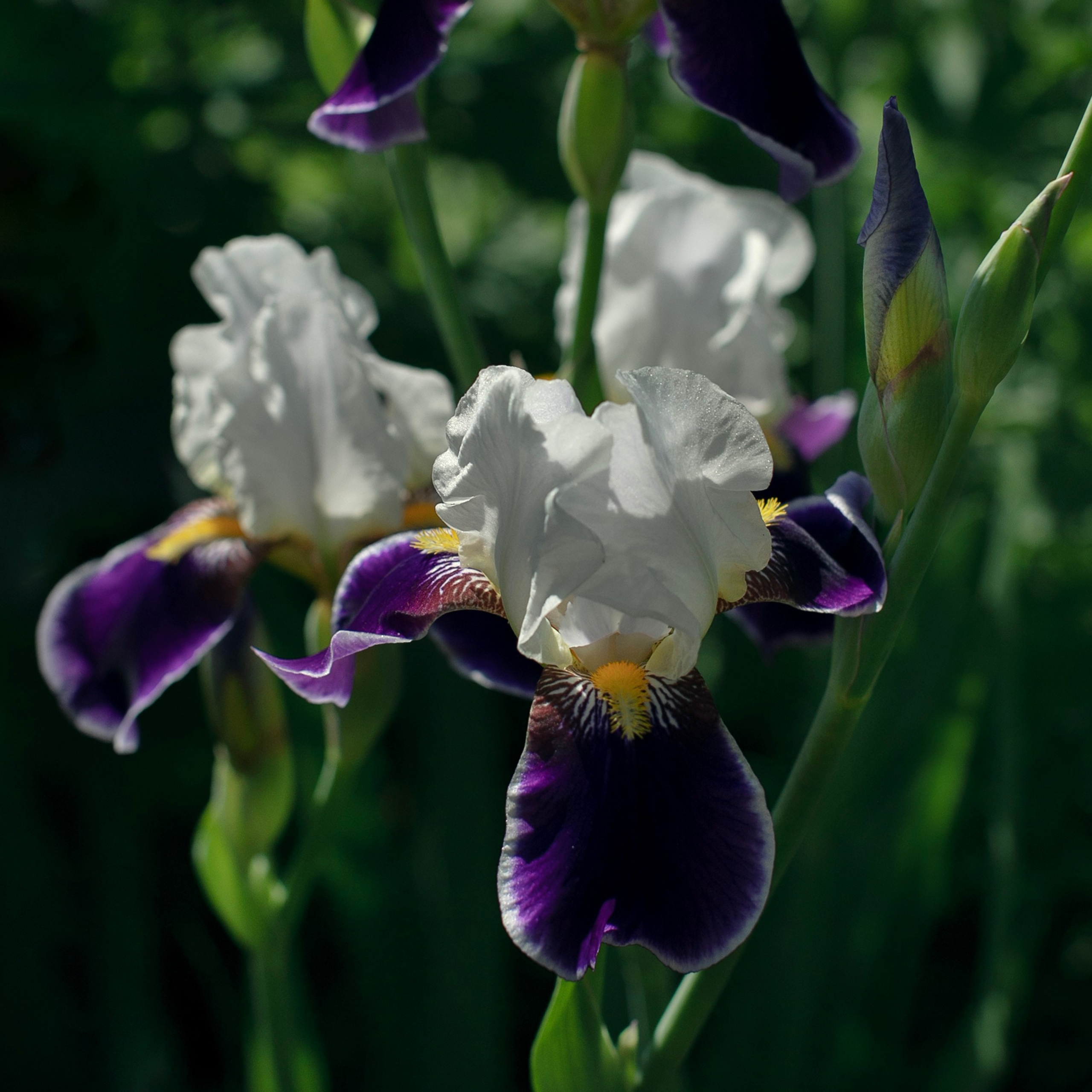 Цветы. Фотограф-портретист в Москве