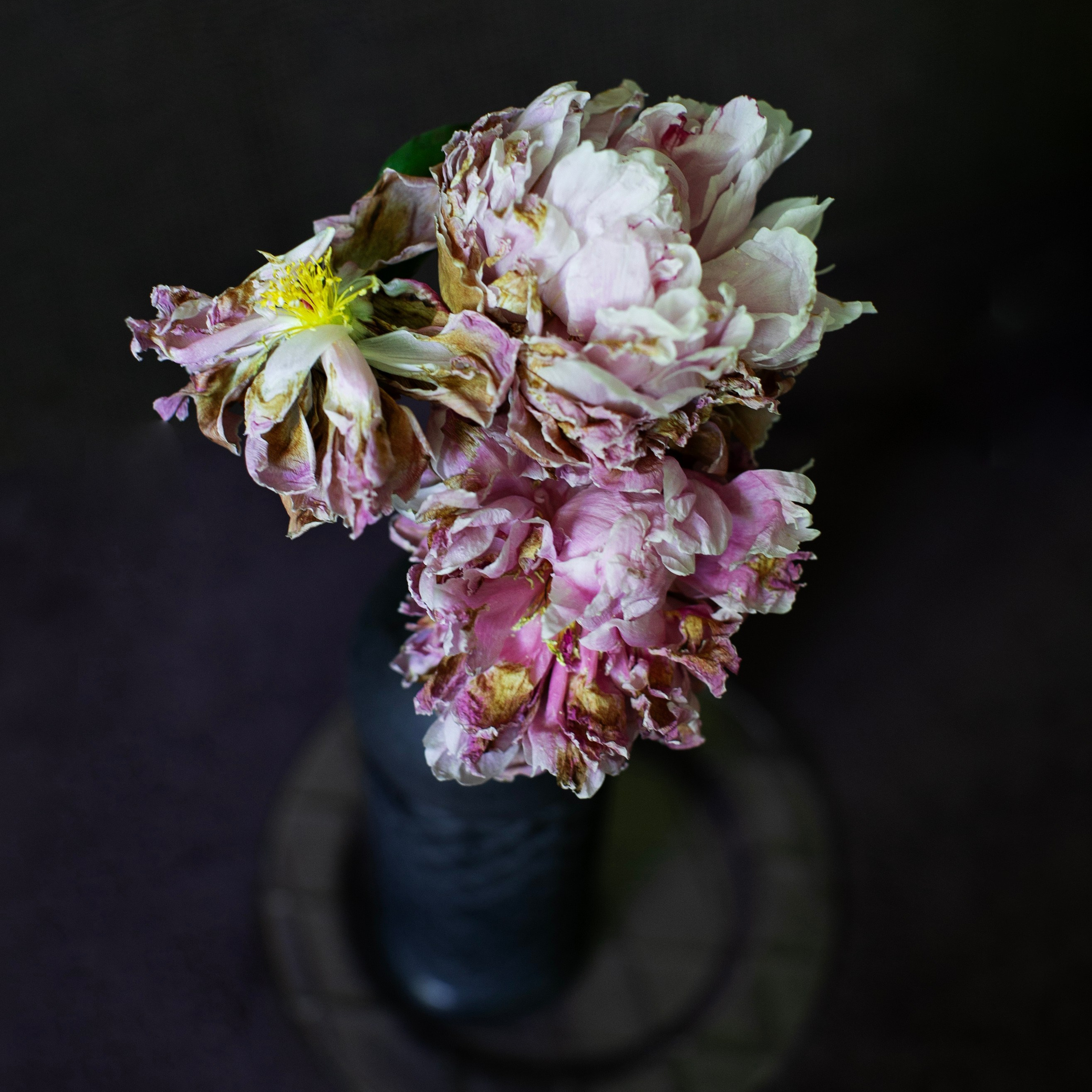 Цветы. Фотограф-портретист в Москве