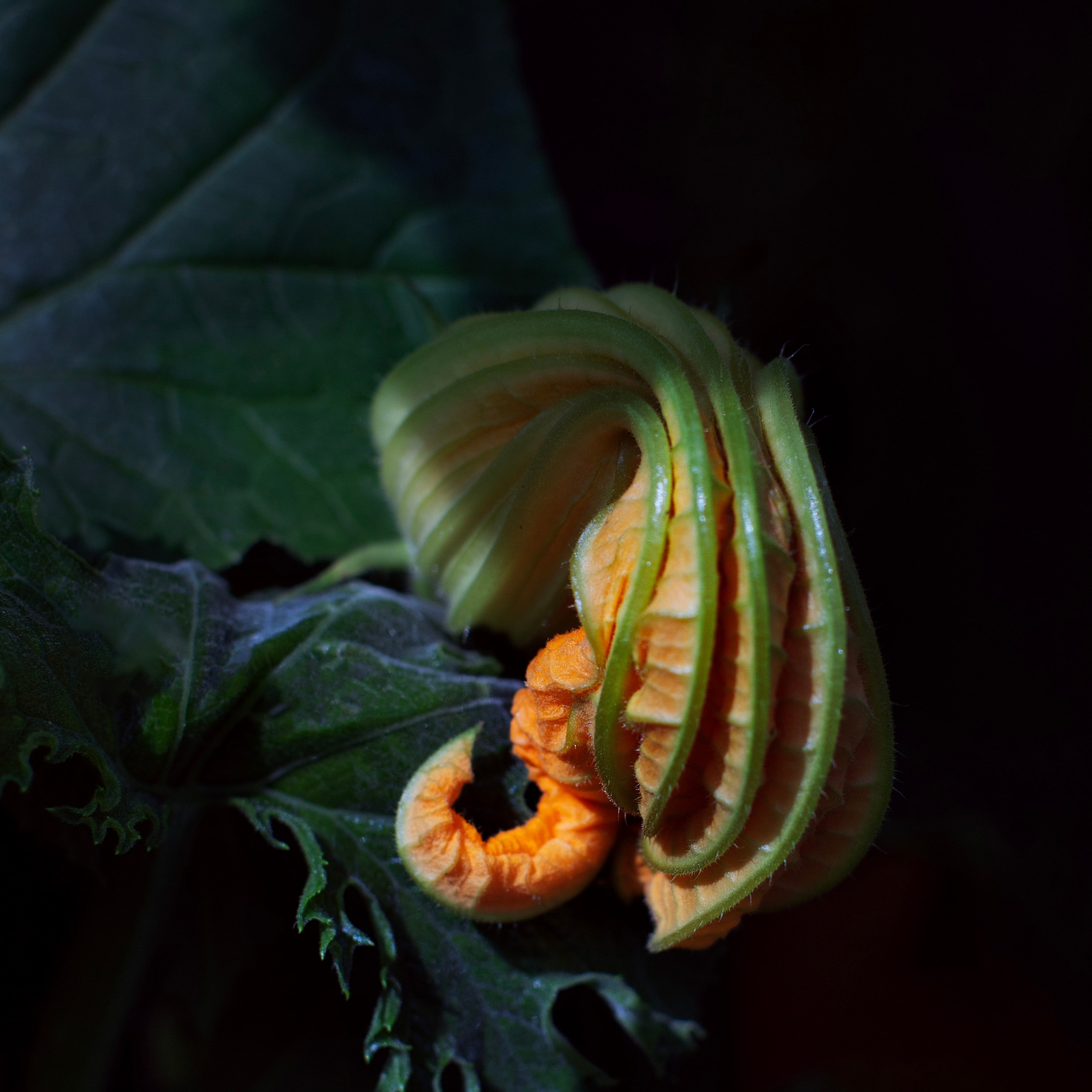 Цветы. Фотограф-портретист в Москве