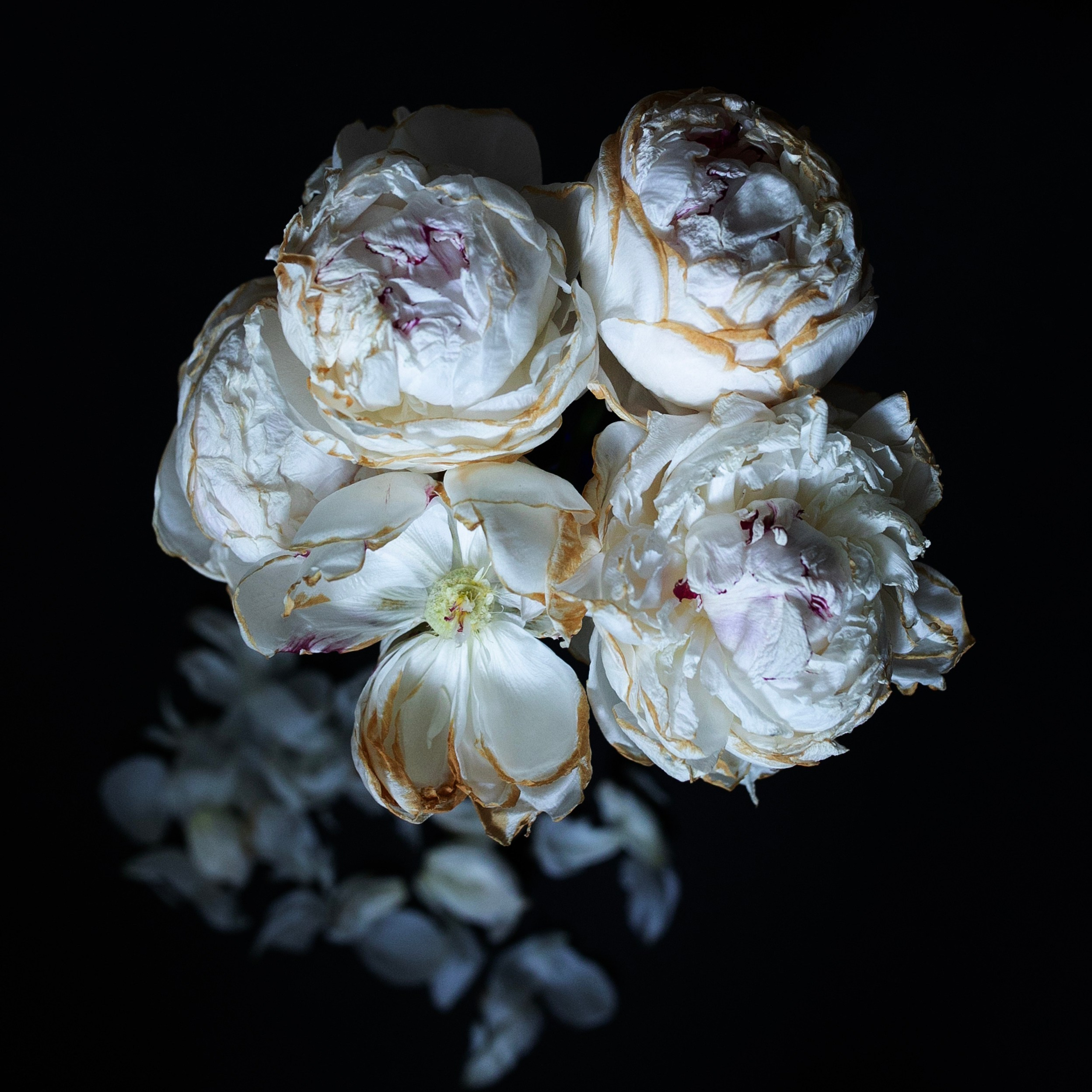 Цветы. Фотограф-портретист в Москве