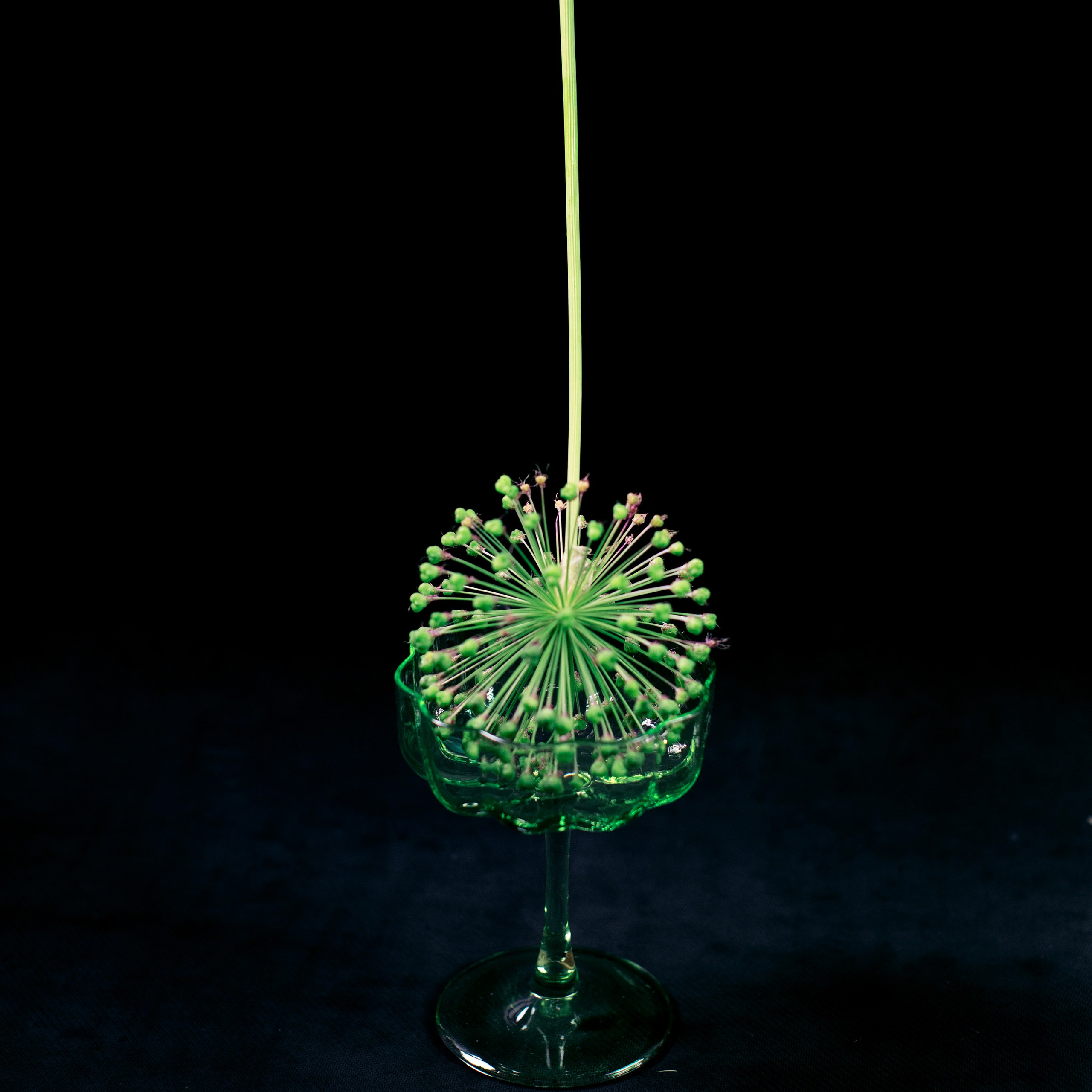 Цветы. Фотограф-портретист в Москве