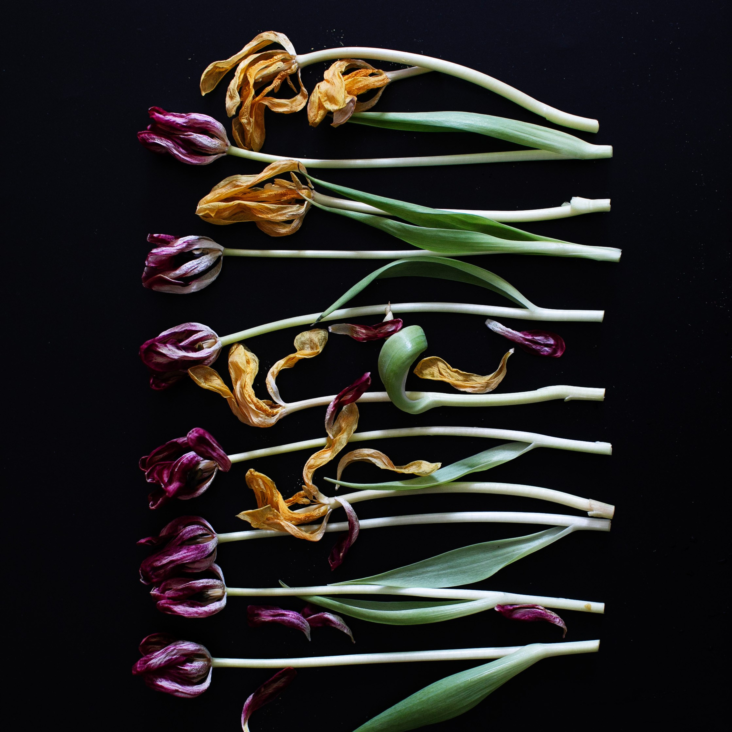 Цветы. Фотограф-портретист в Москве