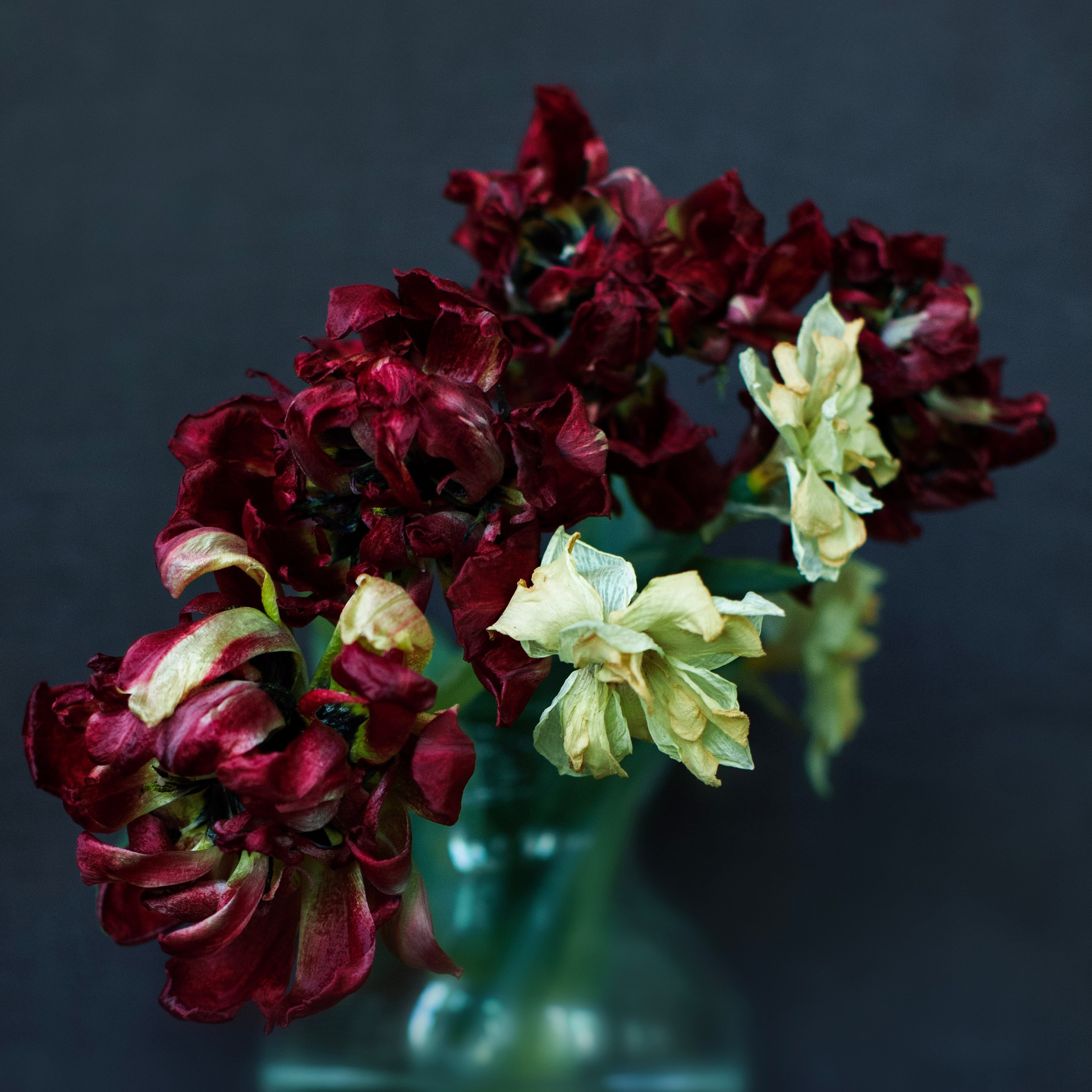 Цветы. Фотограф-портретист в Москве