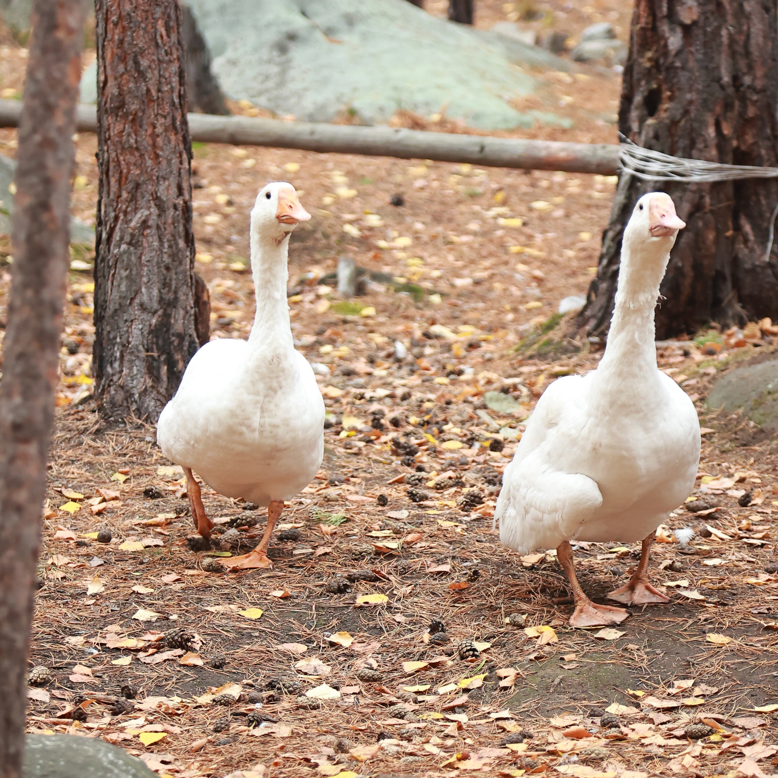 Отзывы. Спортивный и семейный фотограф в Екатеринбурге Ольга Горбунова меня