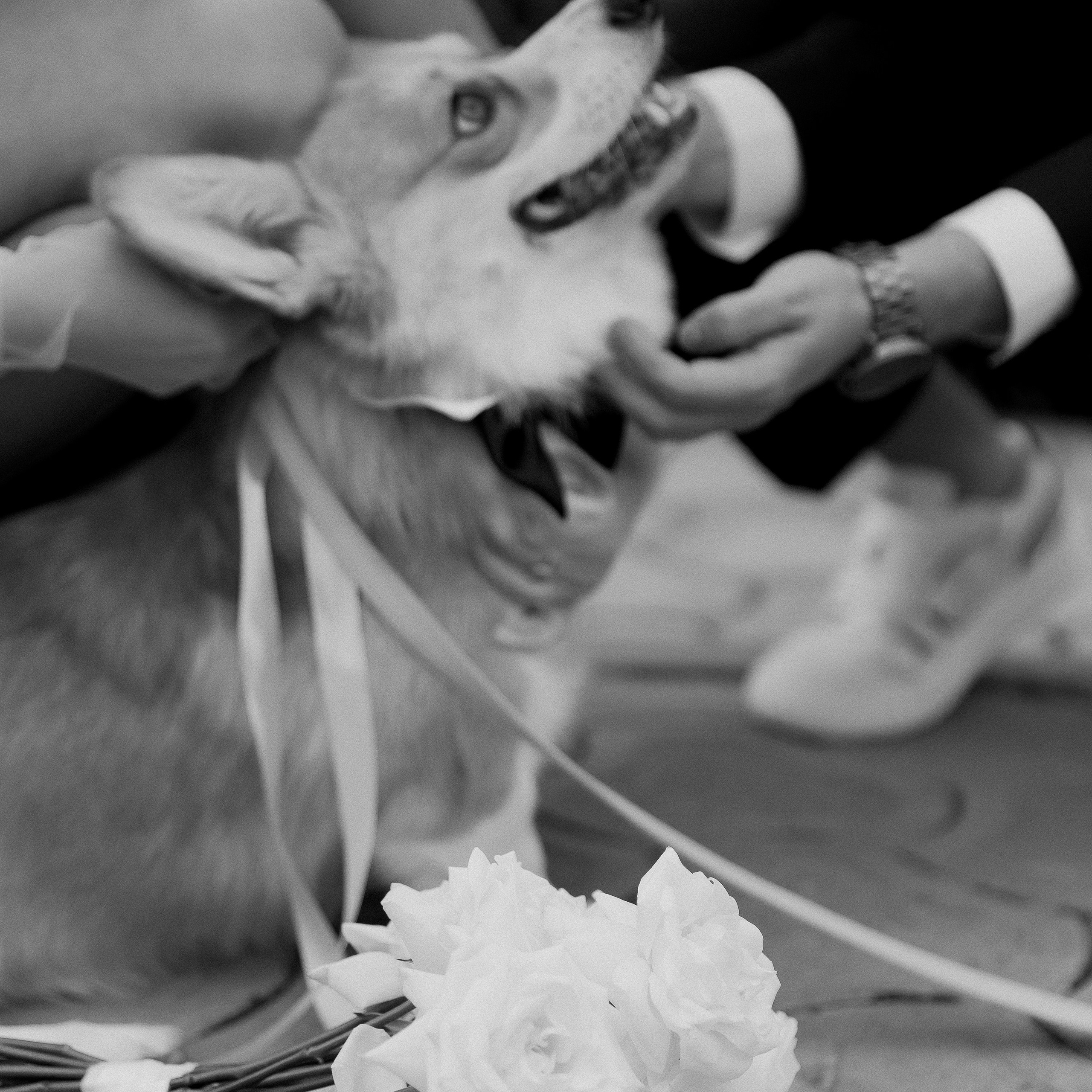 Свадебный фотограф Ольга Ермакович