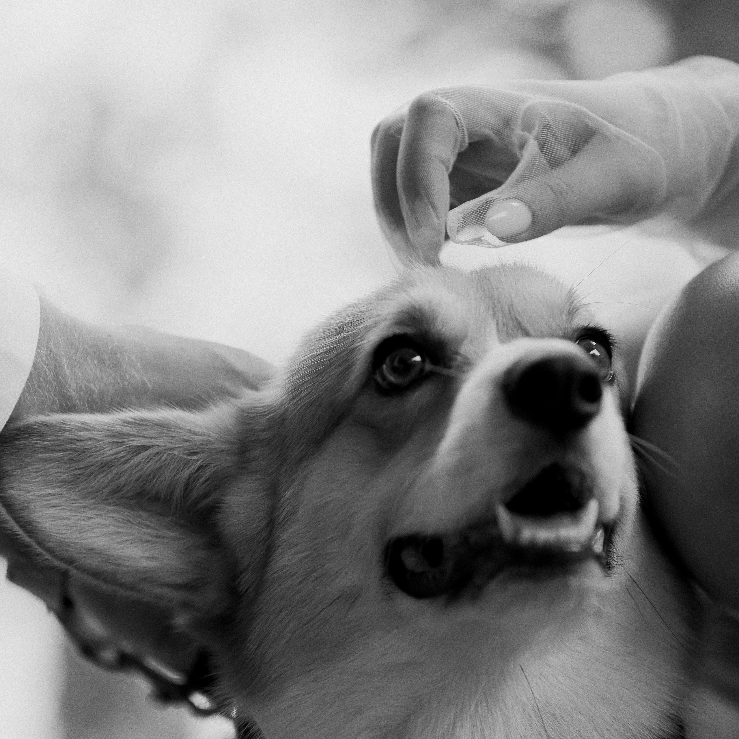 Свадебный фотограф Ольга Ермакович