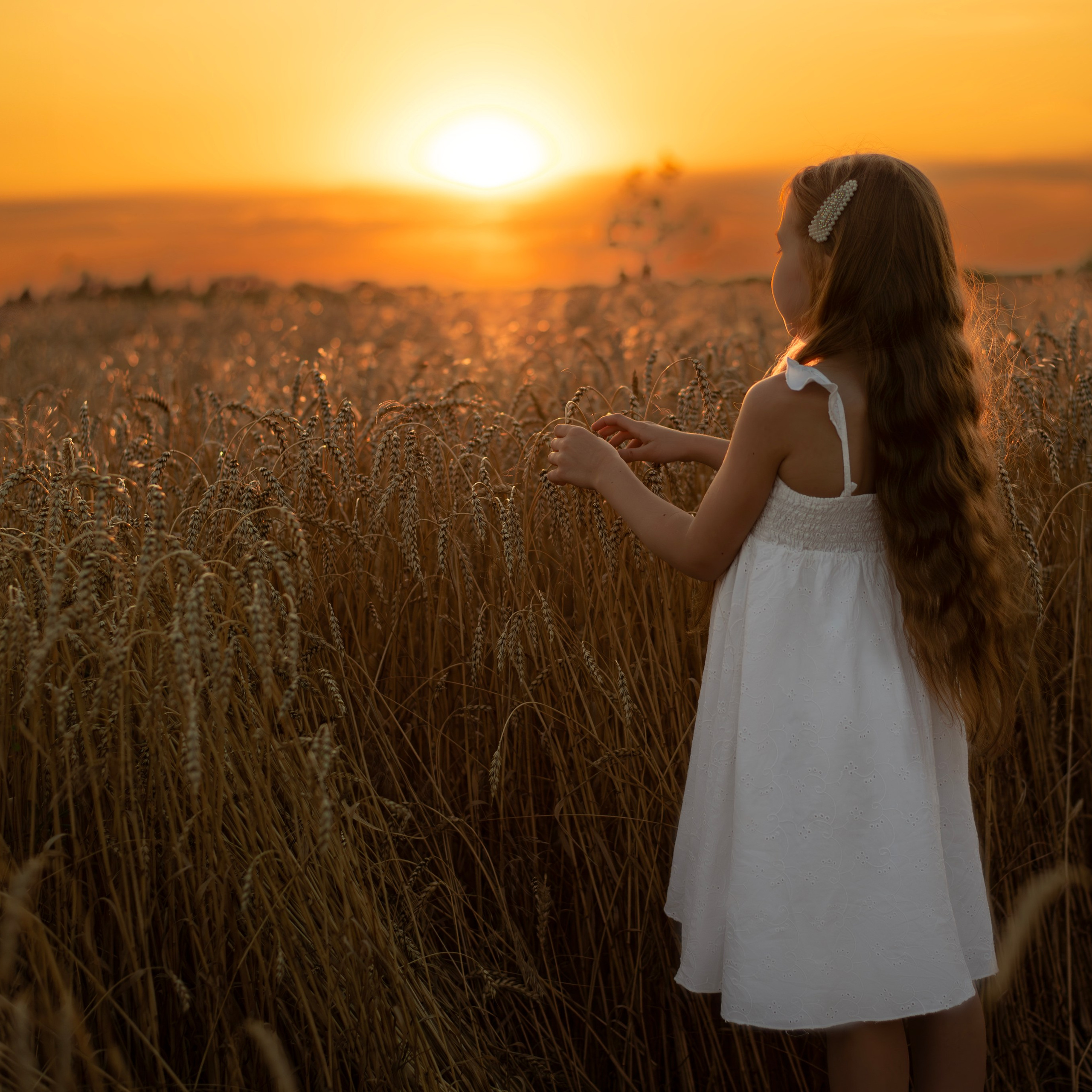 поле пшеницы