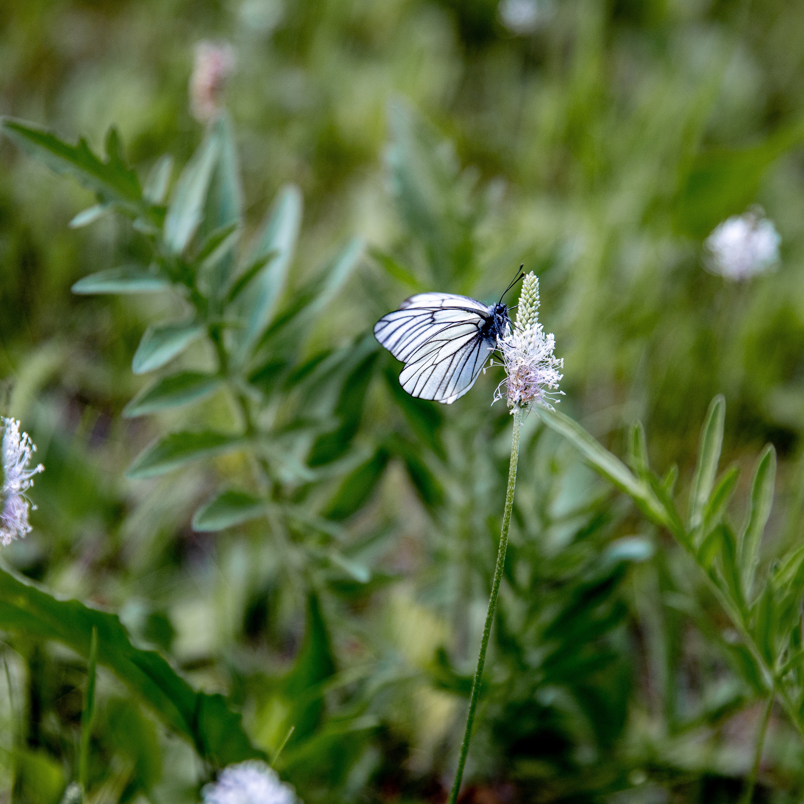 Отзывы. Фотограф в Красноярске