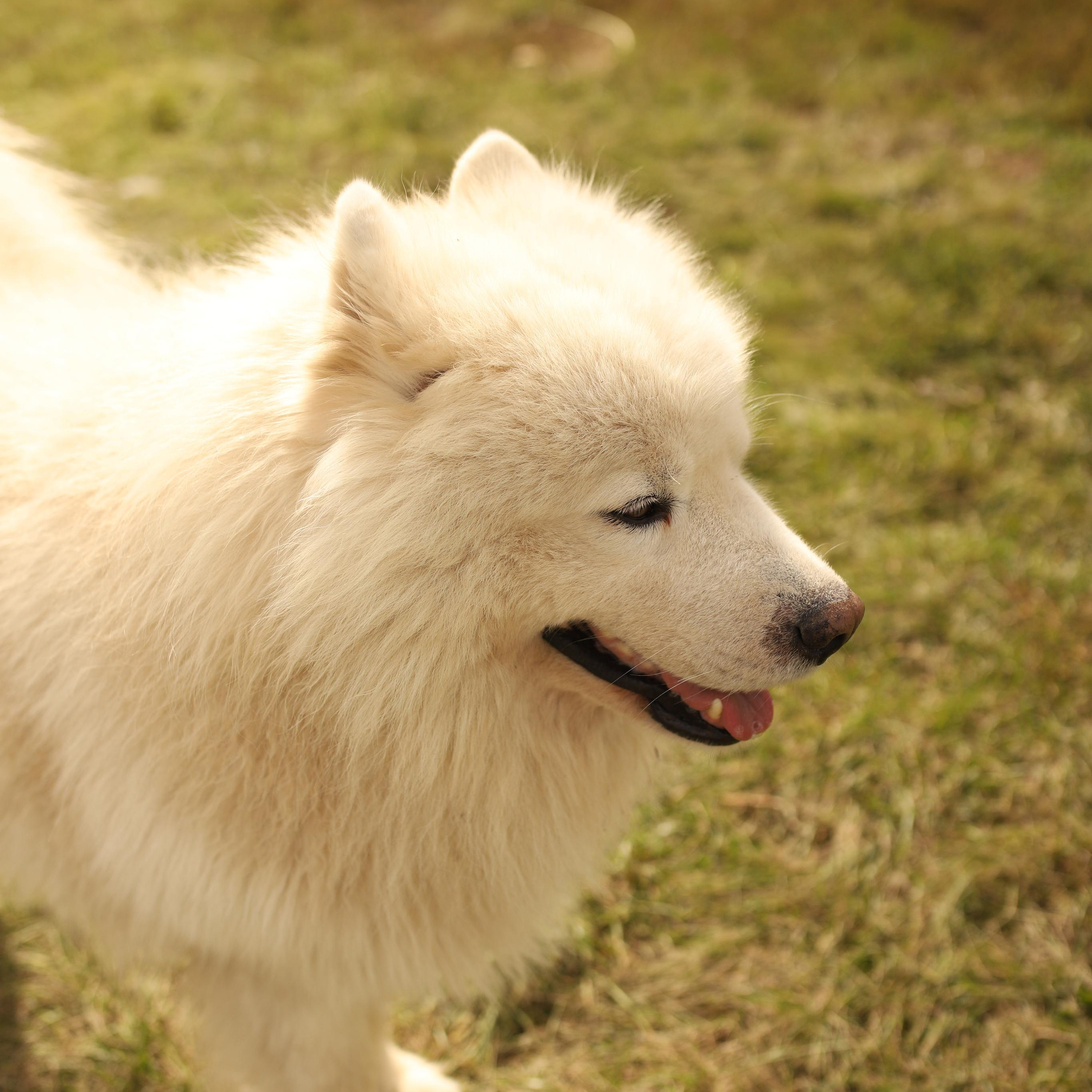 Отзывы. Свадебный фотограф Татьяна Домарева