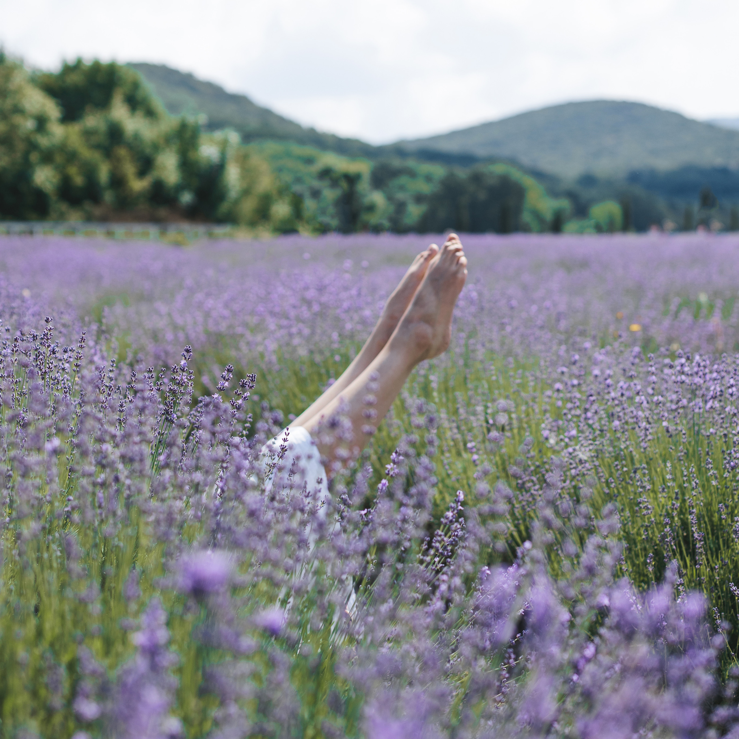 Лавандовое настроение