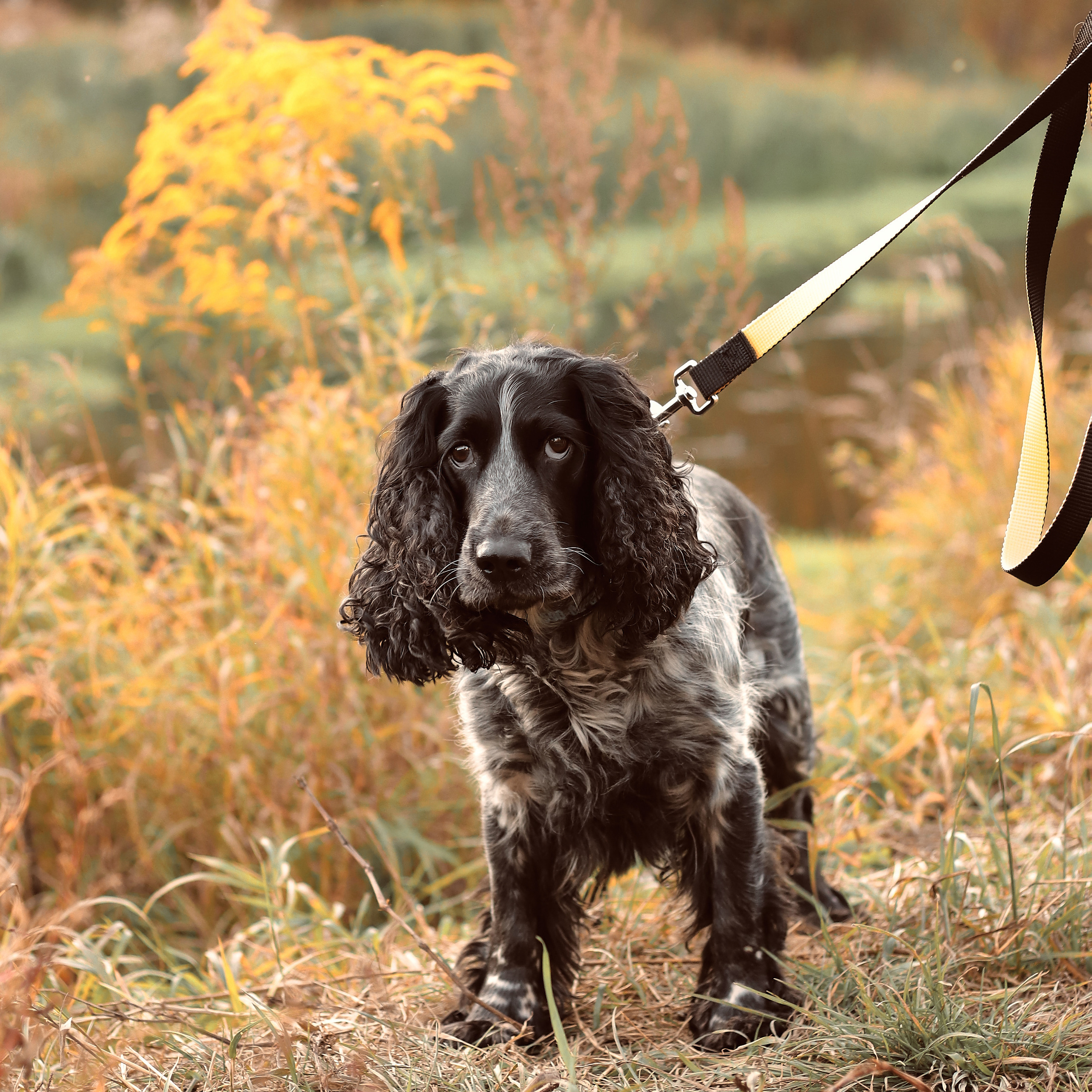 Уютная осень