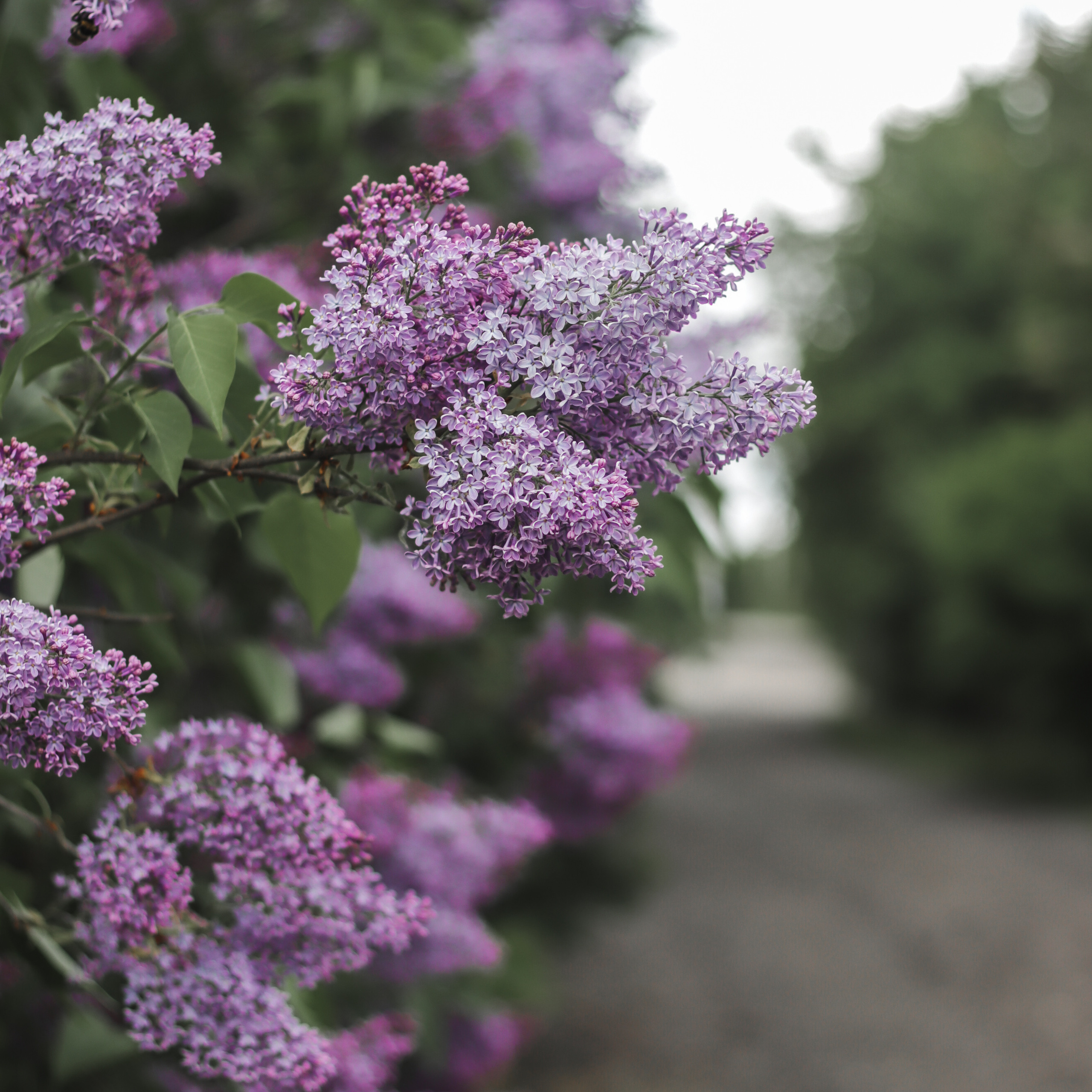 Цветущая весна