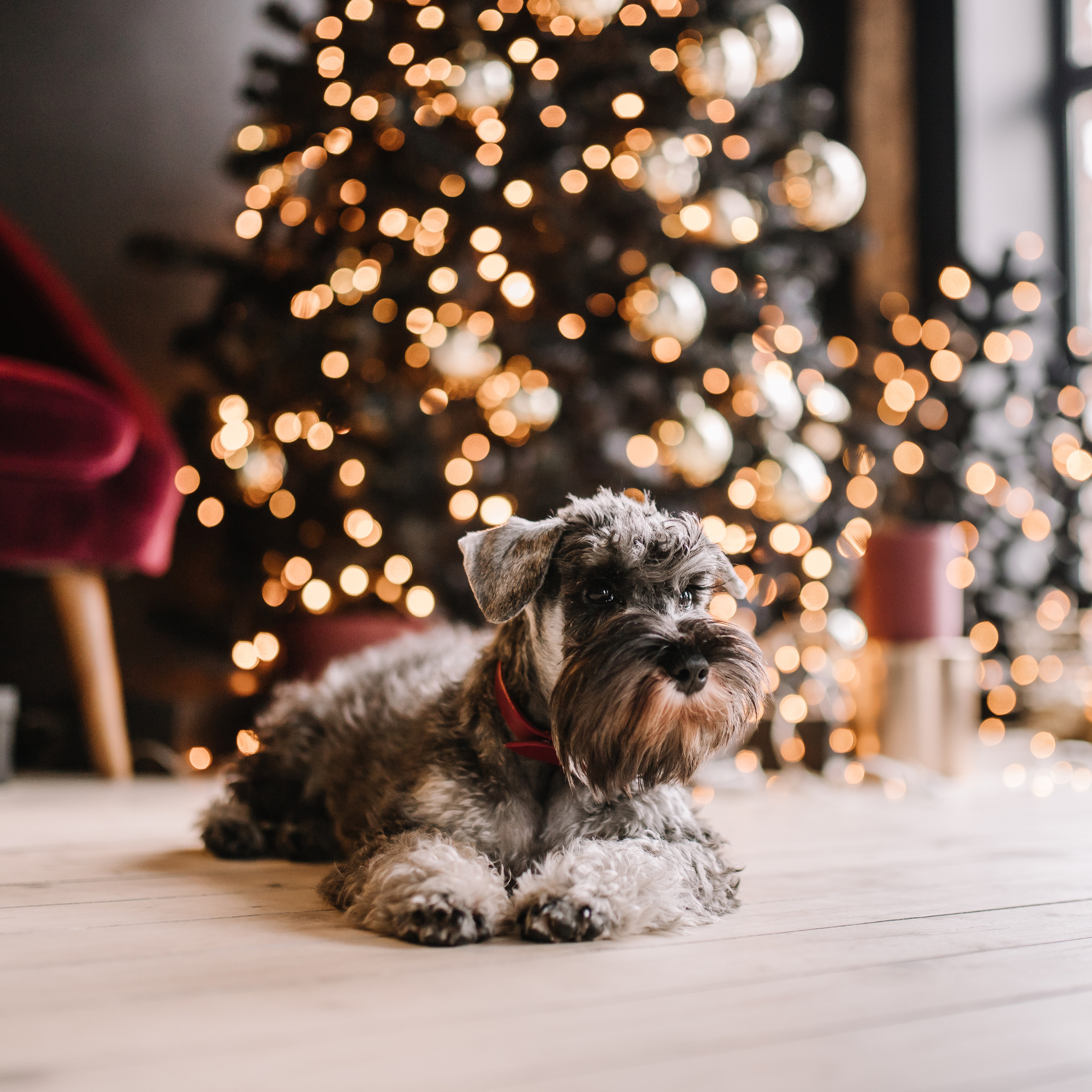 Портфолио. Семейный и детский фотограф в Москве Евгения Сухинина