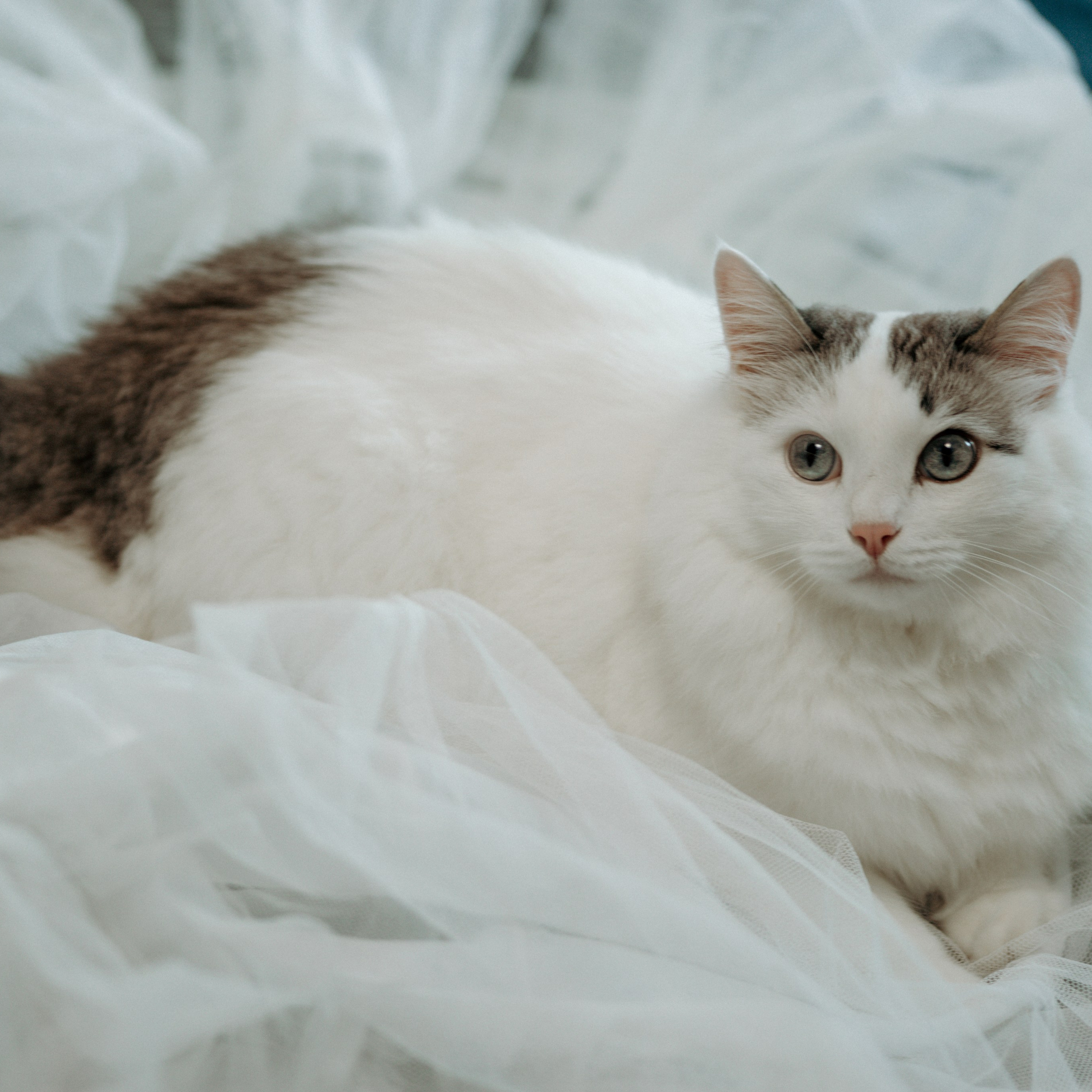 Елизавета и Дмитрий 28.06.2025. Свадебный фотограф в Севастополе