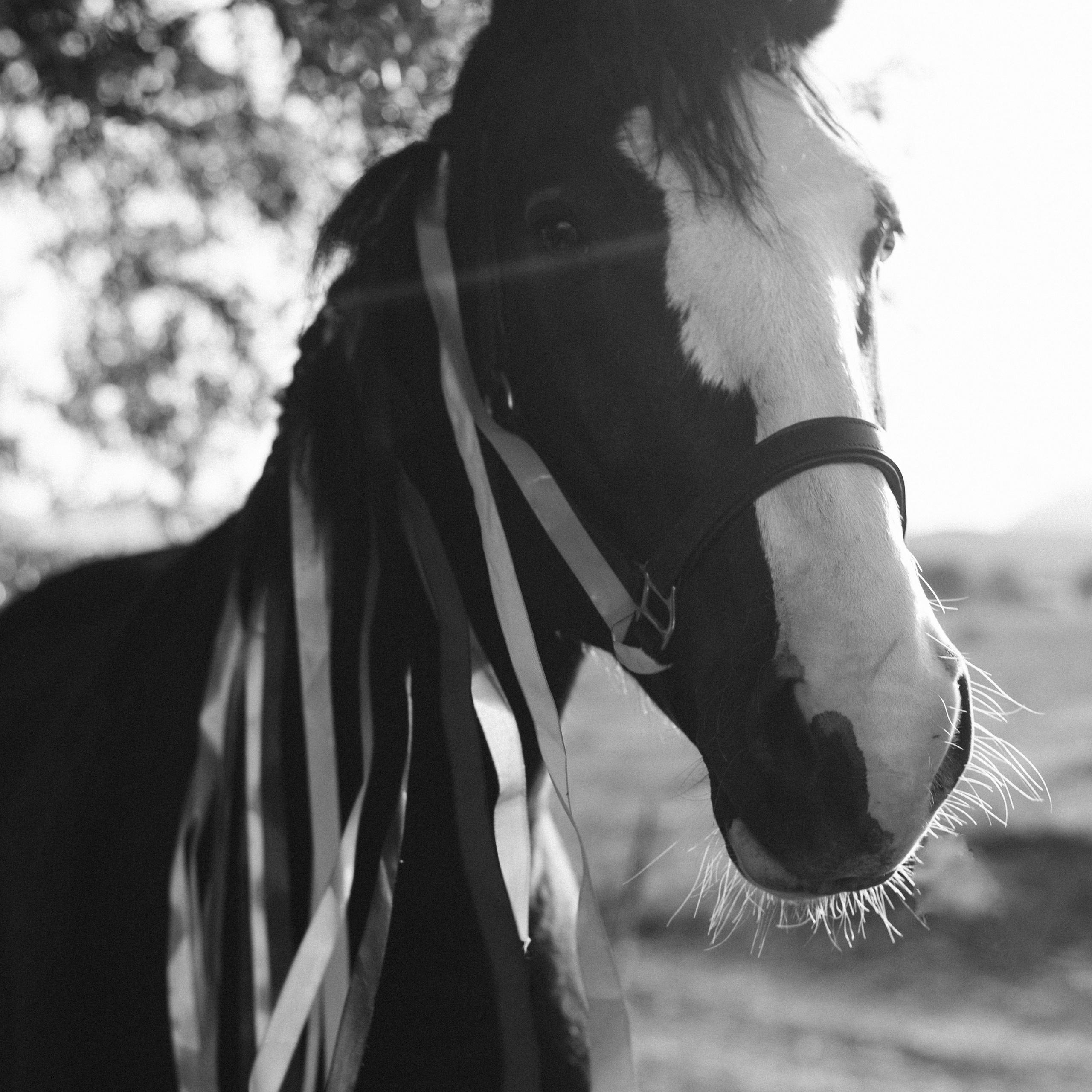 Фотосессии с лошадьми. Свадебный фотограф в Севастополе