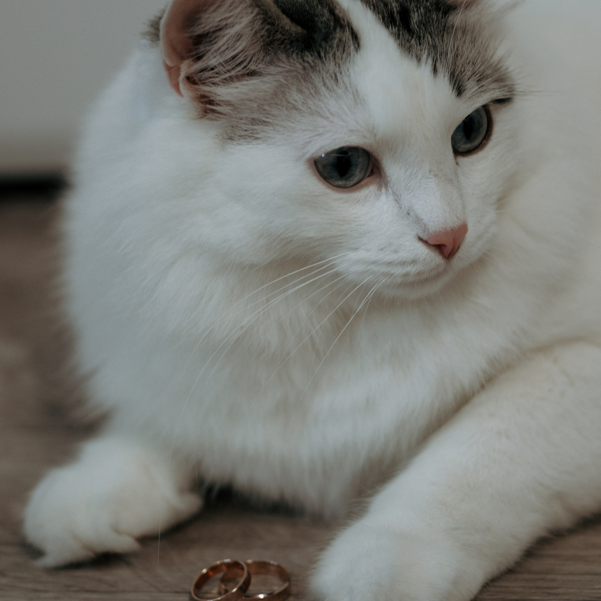 Елизавета и Дмитрий 28.06.2025. Свадебный фотограф в Севастополе