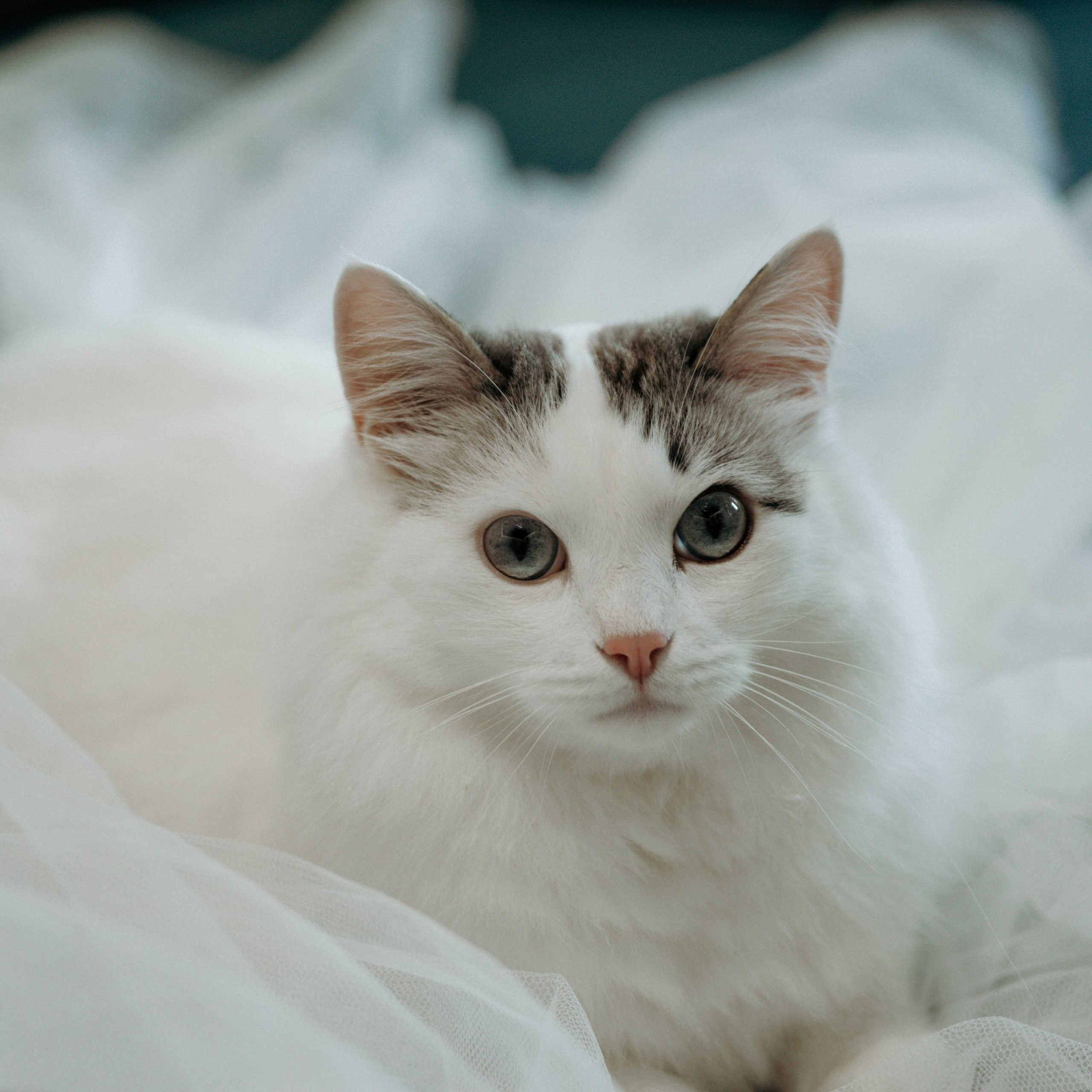 Елизавета и Дмитрий 28.06.2025. Свадебный фотограф в Севастополе