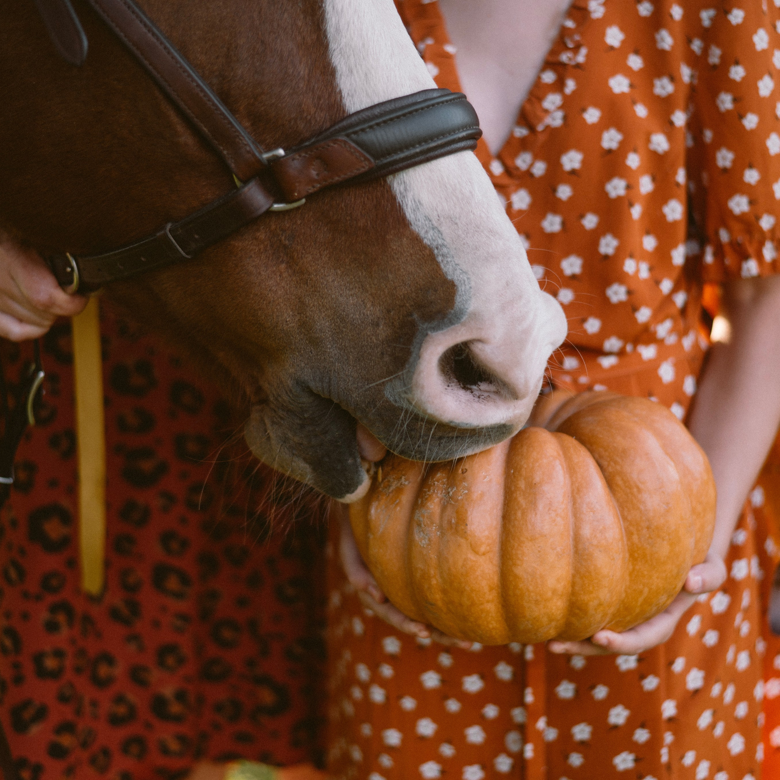Фотосессии с лошадьми. Свадебный фотограф в Севастополе