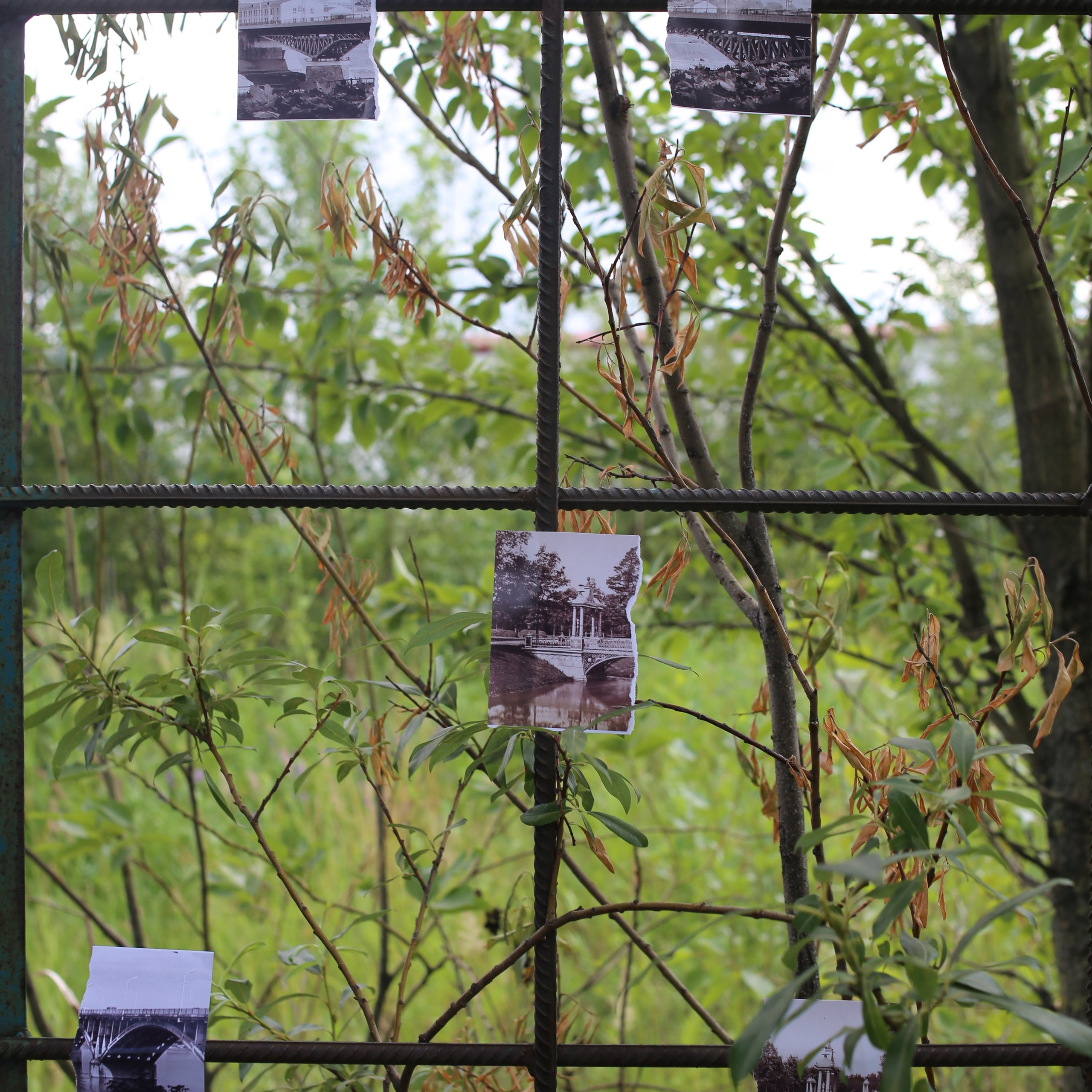 Митоз. Mikhail Kurganov