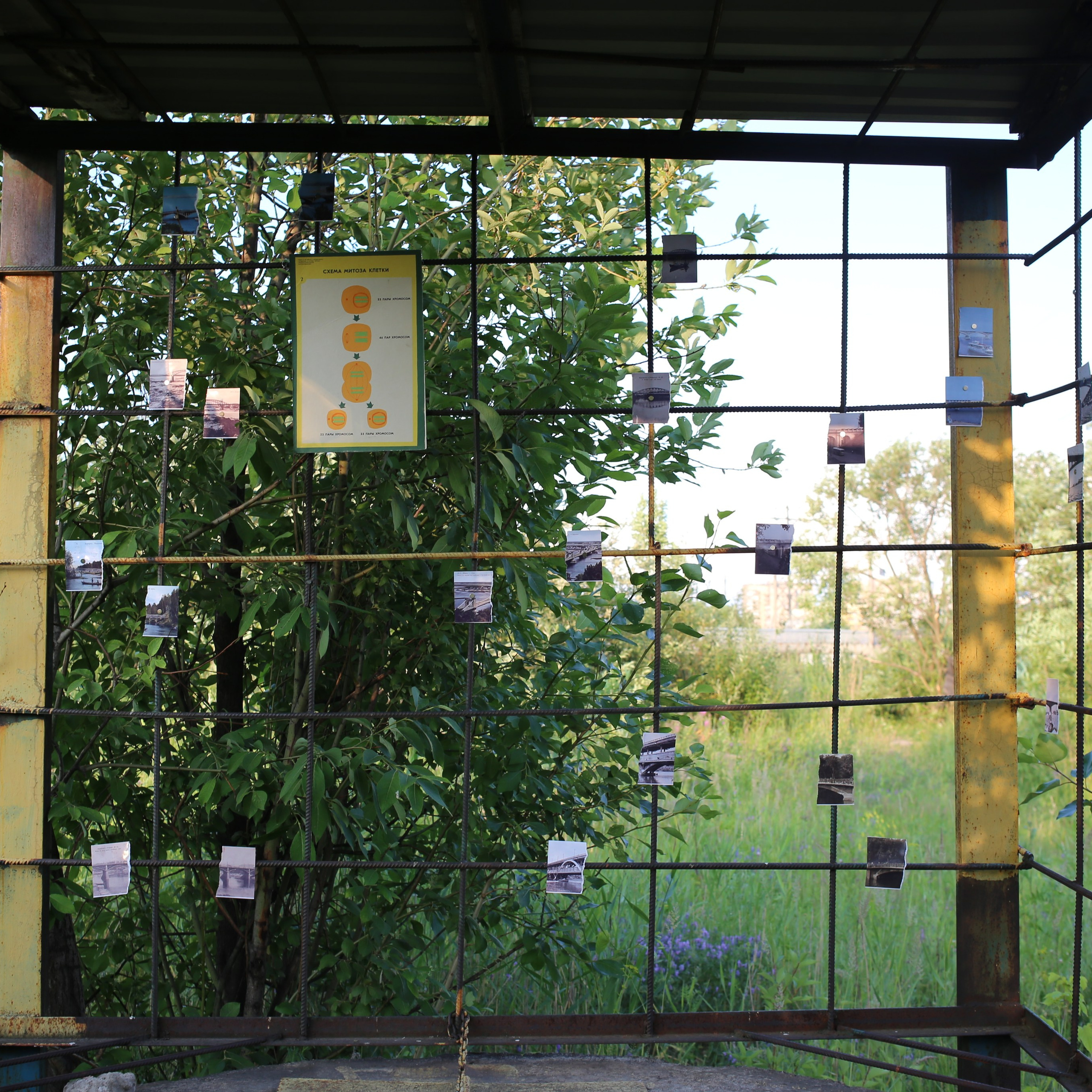 Митоз. Mikhail Kurganov