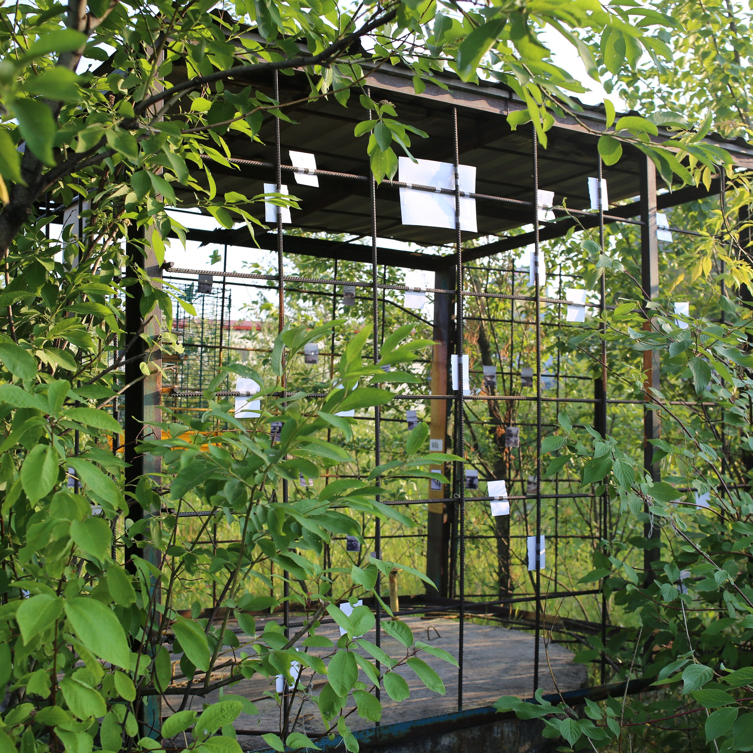 Митоз. Mikhail Kurganov