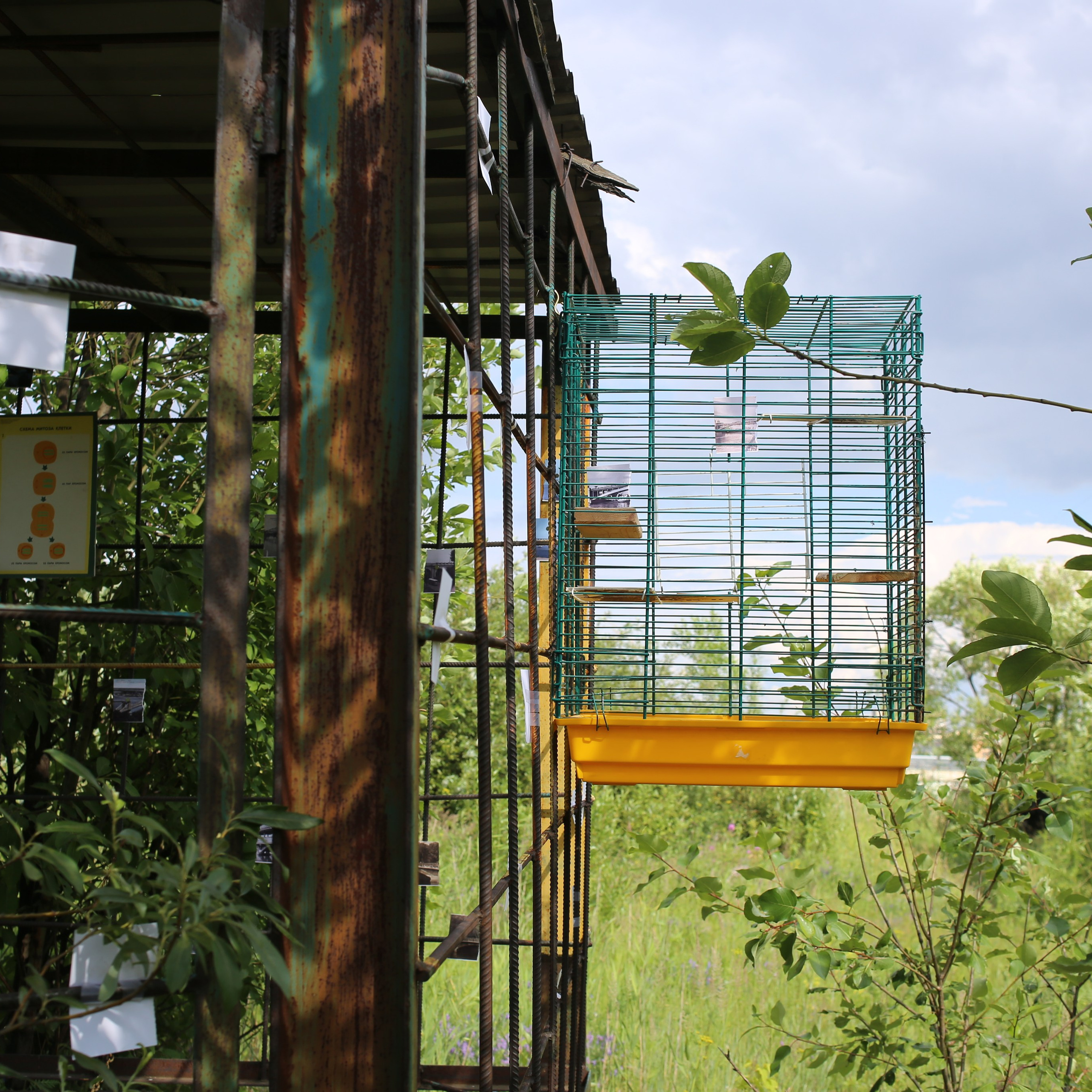 Митоз. Mikhail Kurganov