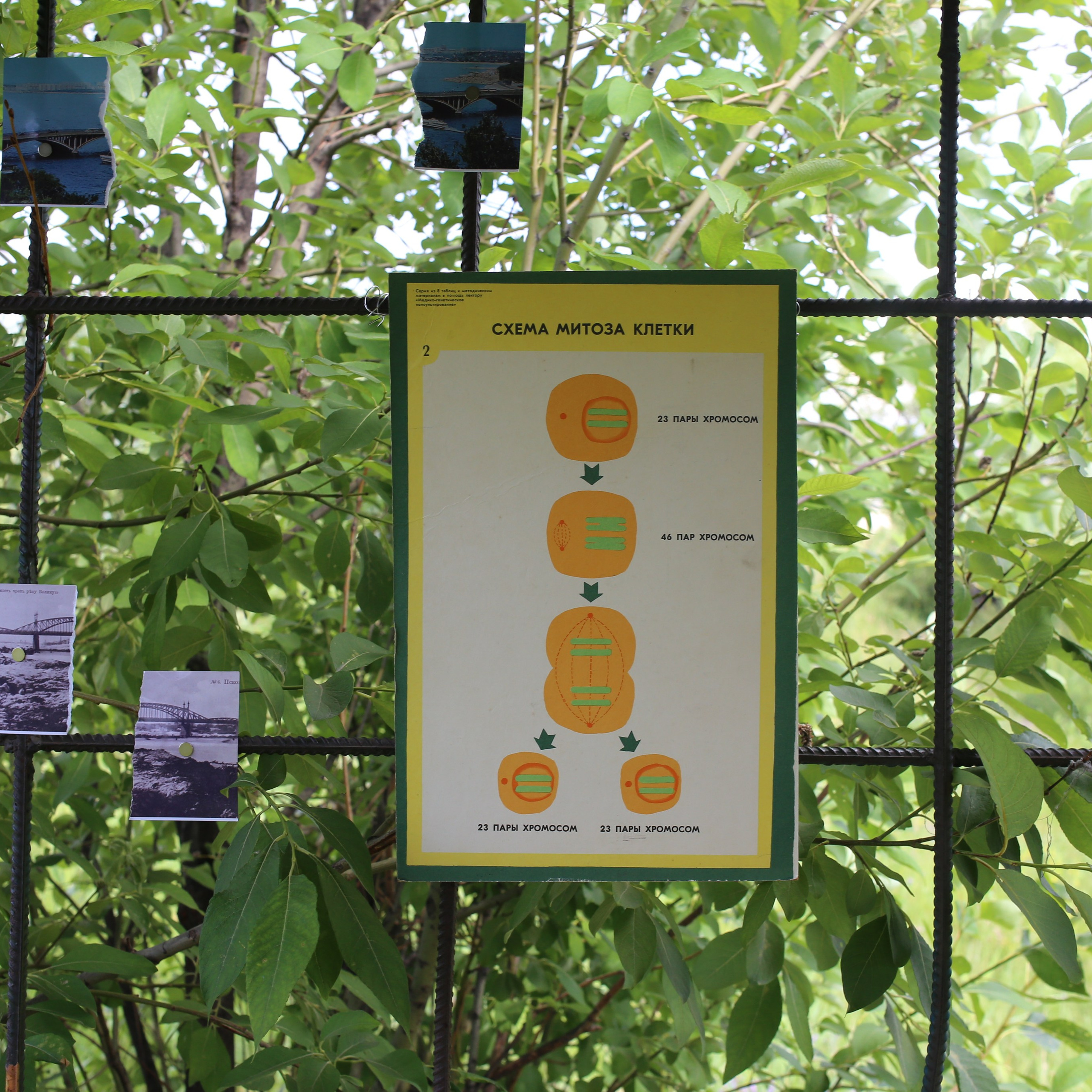 Митоз. Mikhail Kurganov