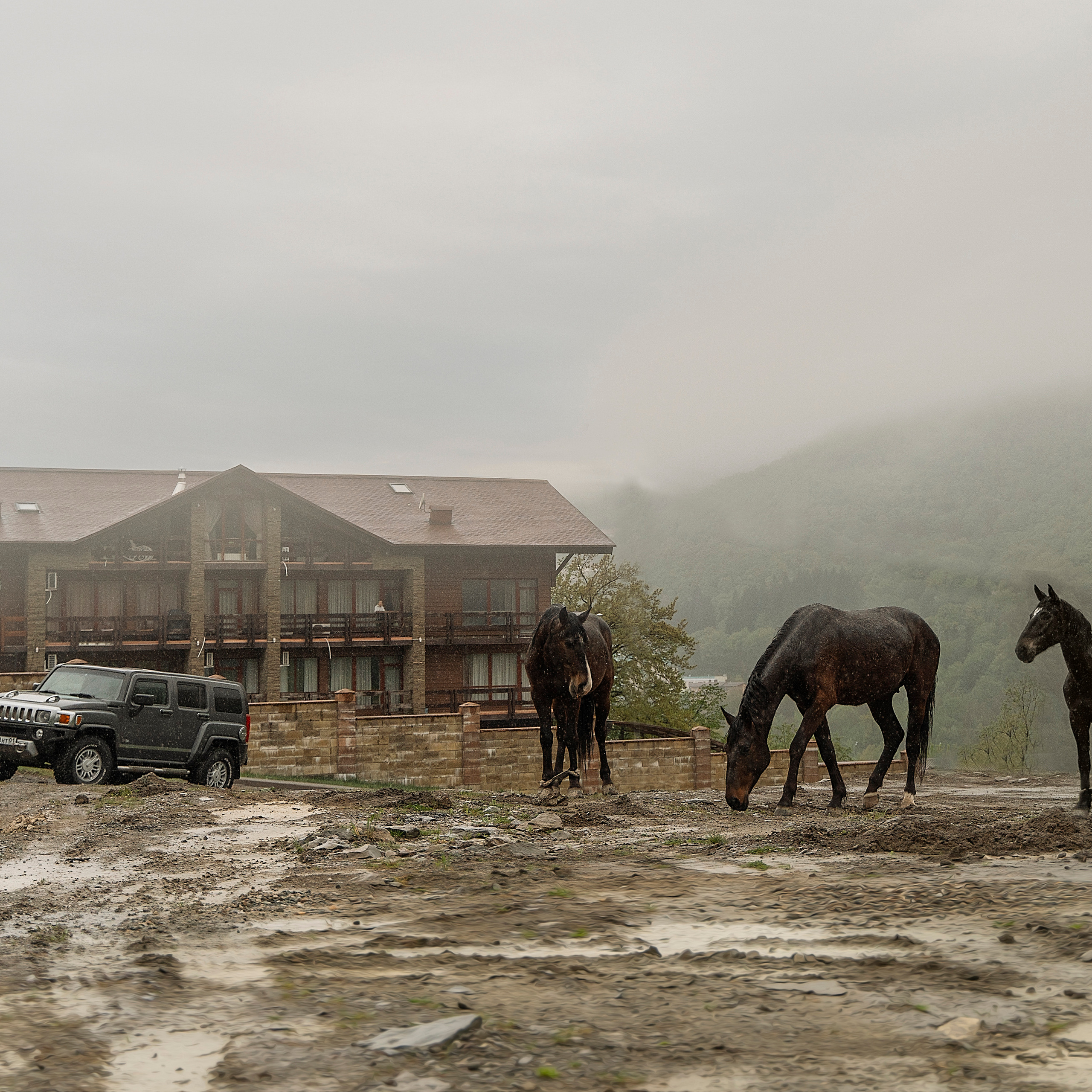 01.05.2022 г Красная Поляна, лошадки.