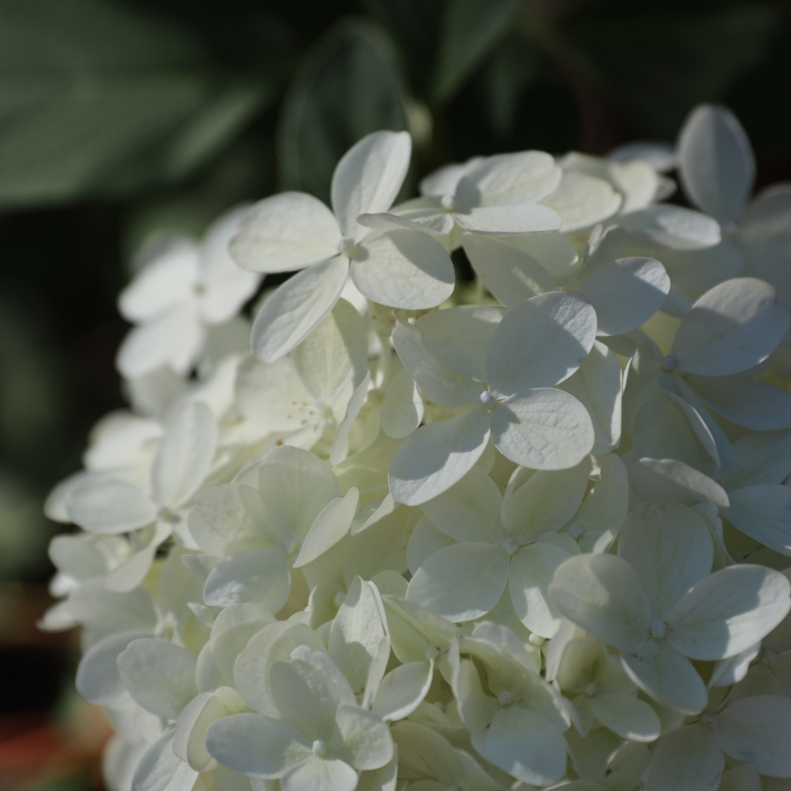 Свадьба Андрея и Ольги. Семейный и свадебный фотограф в Воронеже Людмила Трифонова