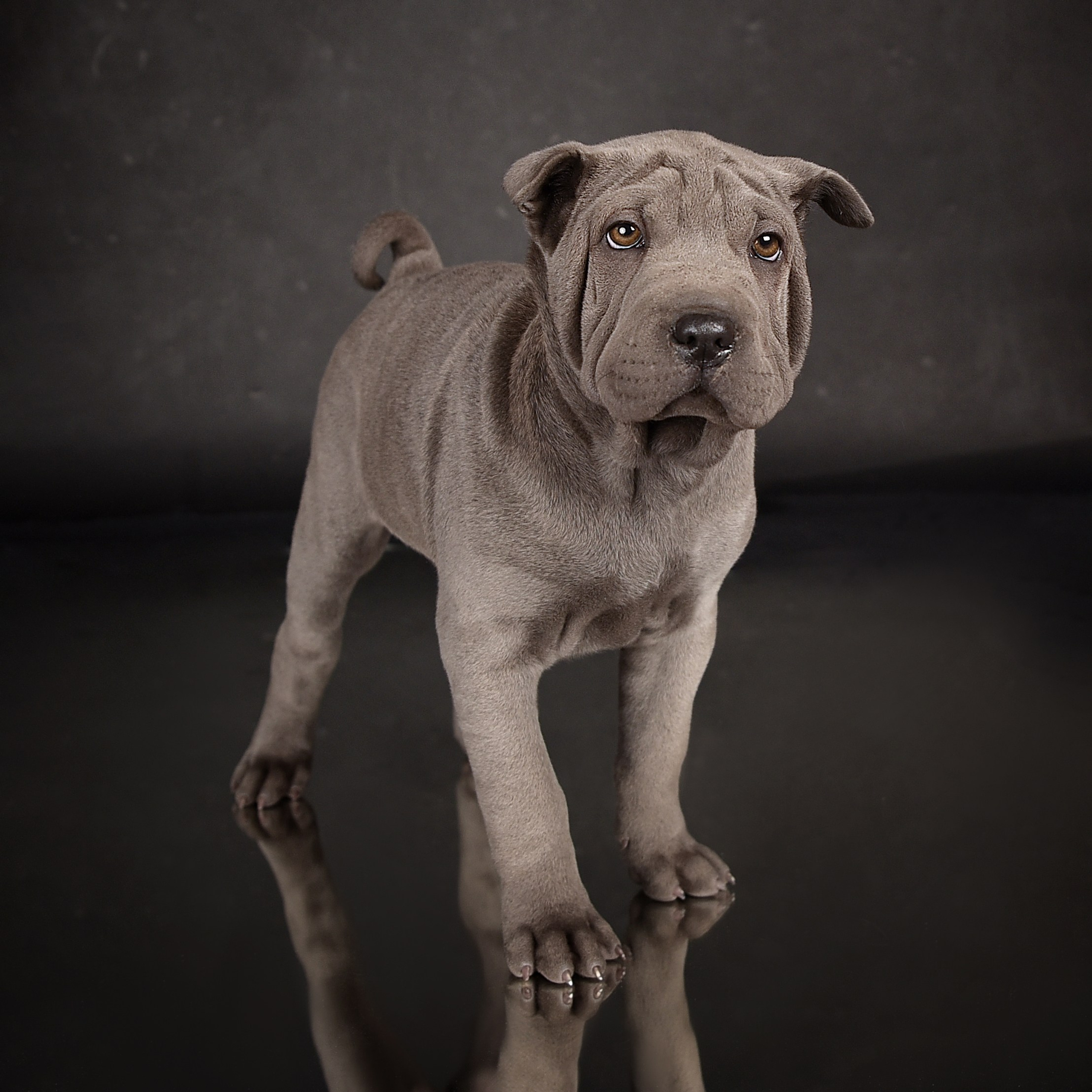 Фотосессия животных. Татьяна Кам Арт - фотограф Ангарска