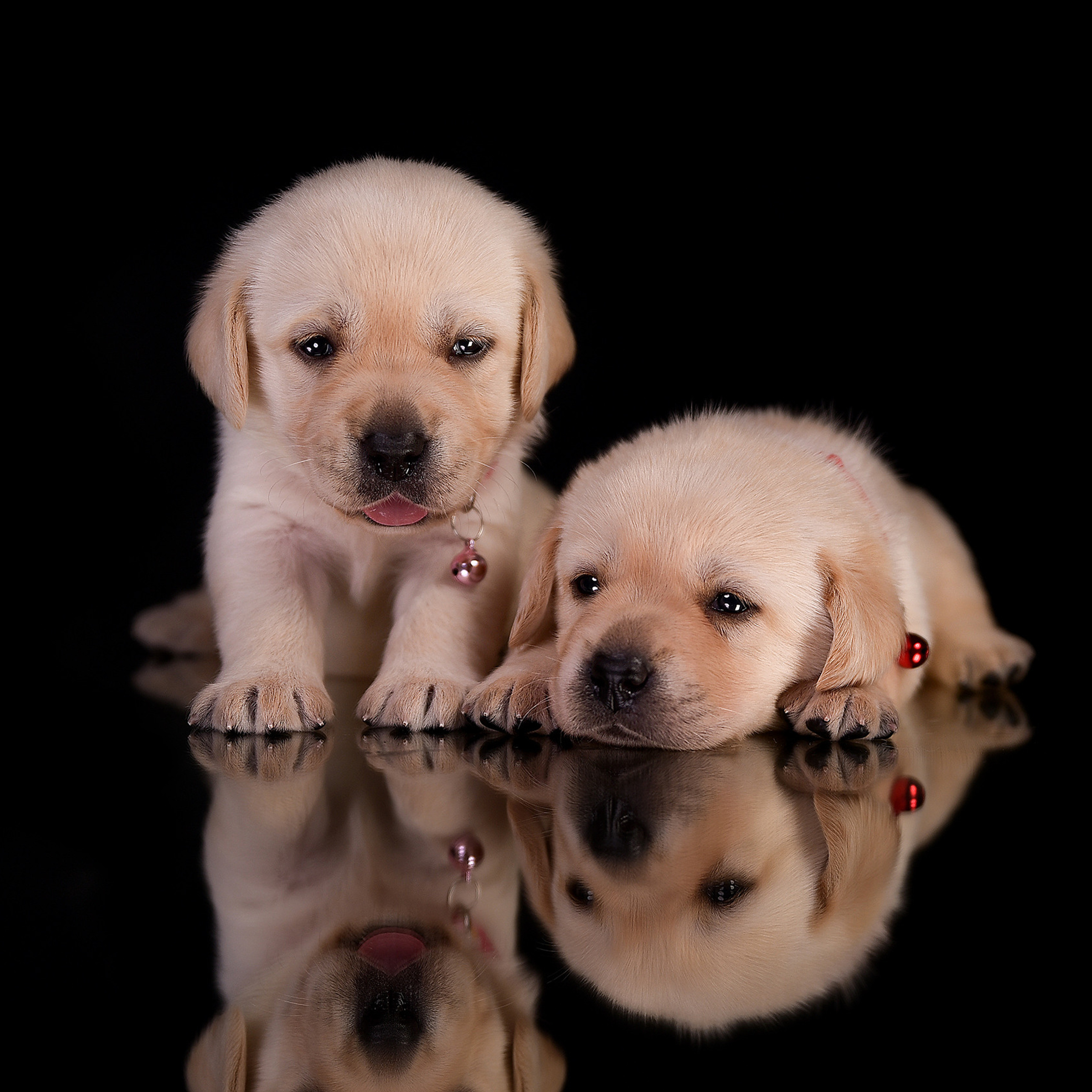 Фотосессия животных. Татьяна Кам Арт - фотограф Ангарска