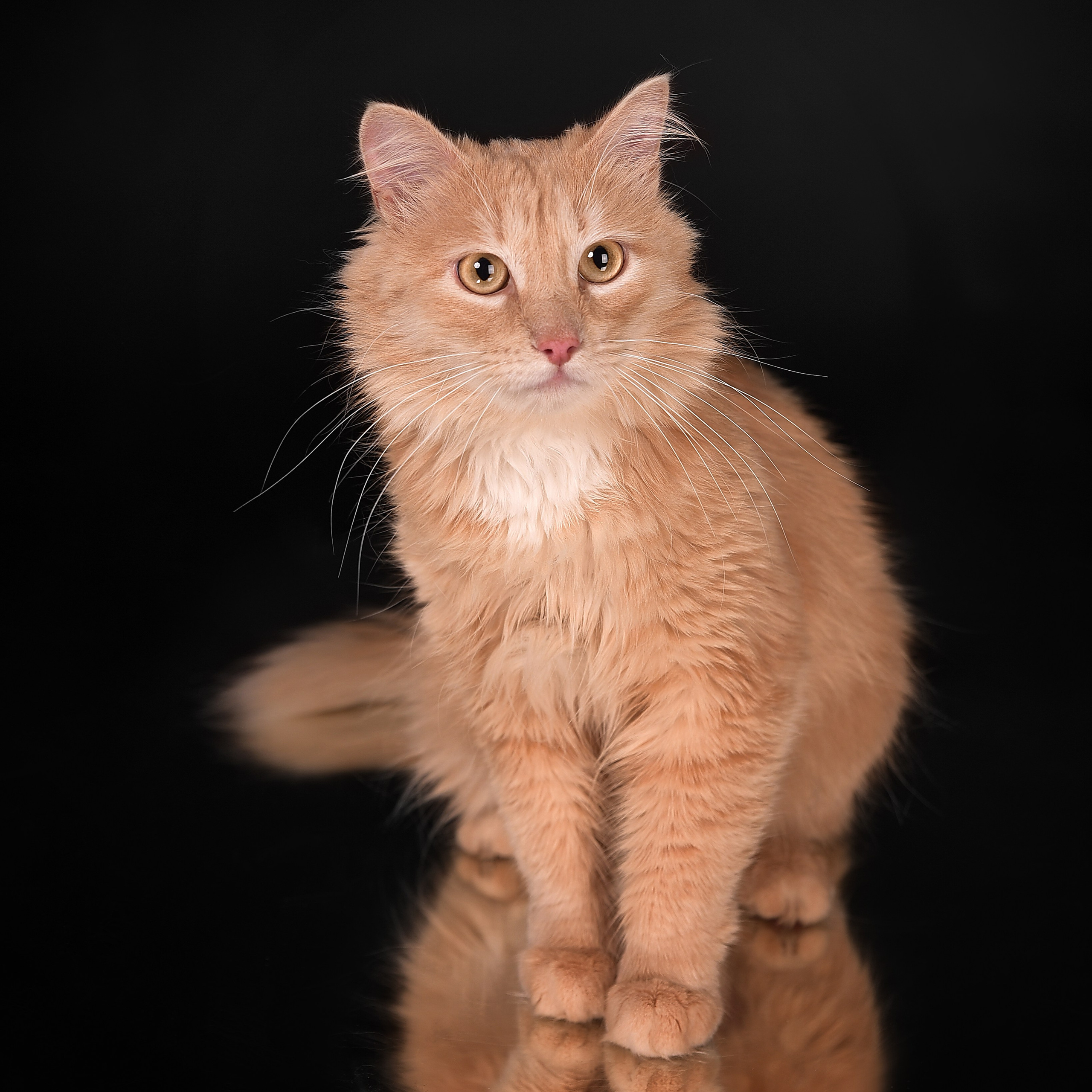 Фотосессия животных. Татьяна Кам Арт - фотограф Ангарска