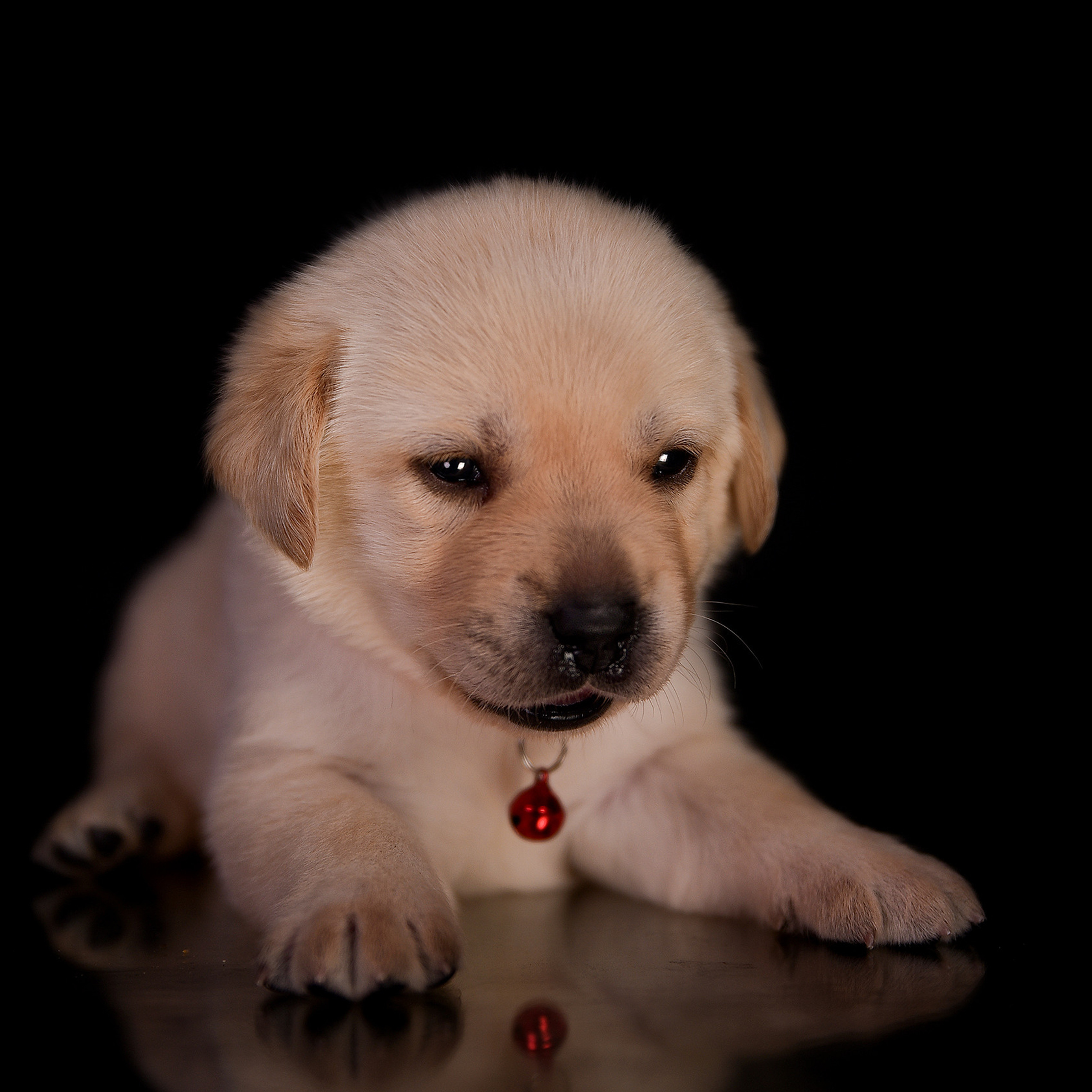 Фотосессия животных. Татьяна Кам Арт - фотограф Ангарска