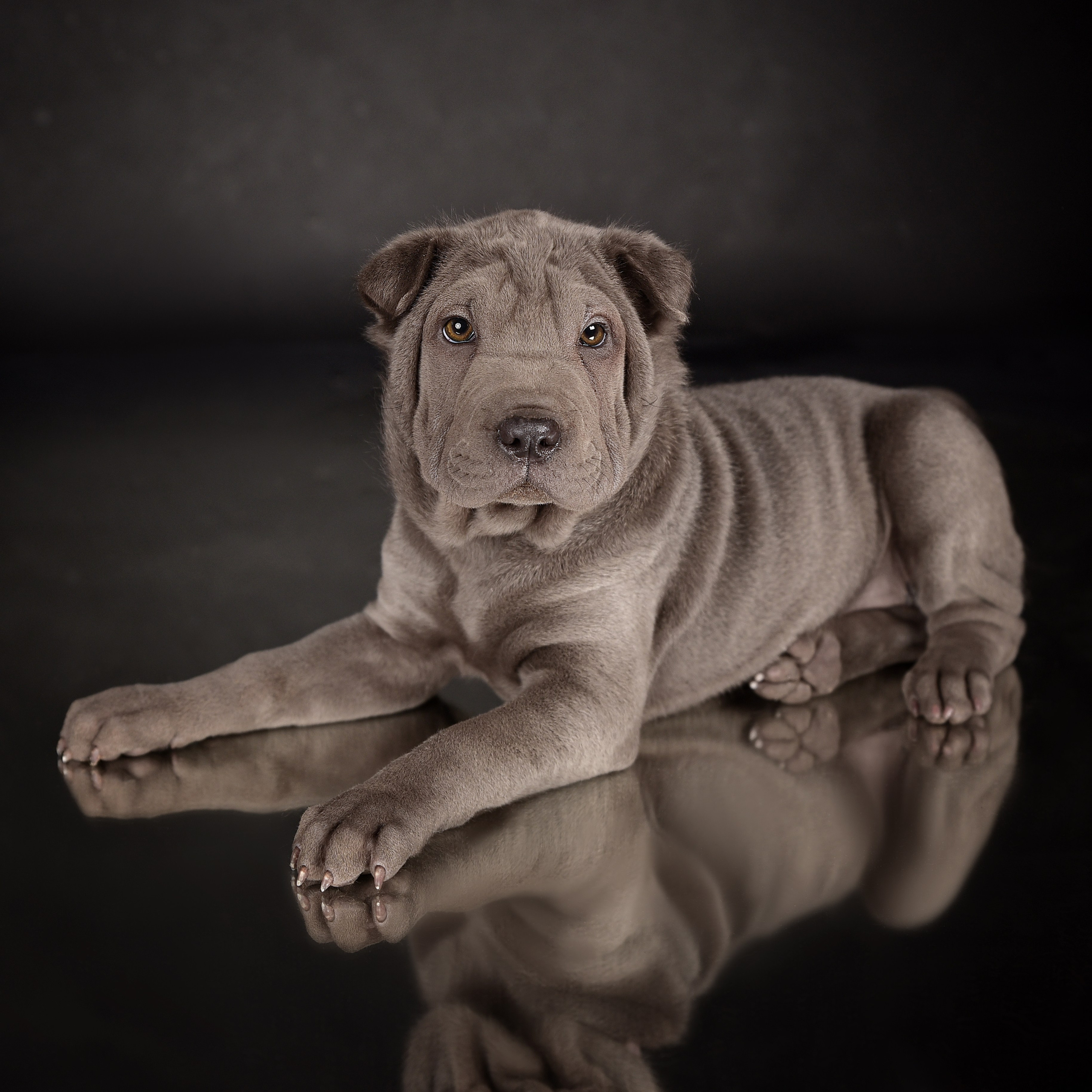 Фотосессия животных. Татьяна Кам Арт - фотограф Ангарска