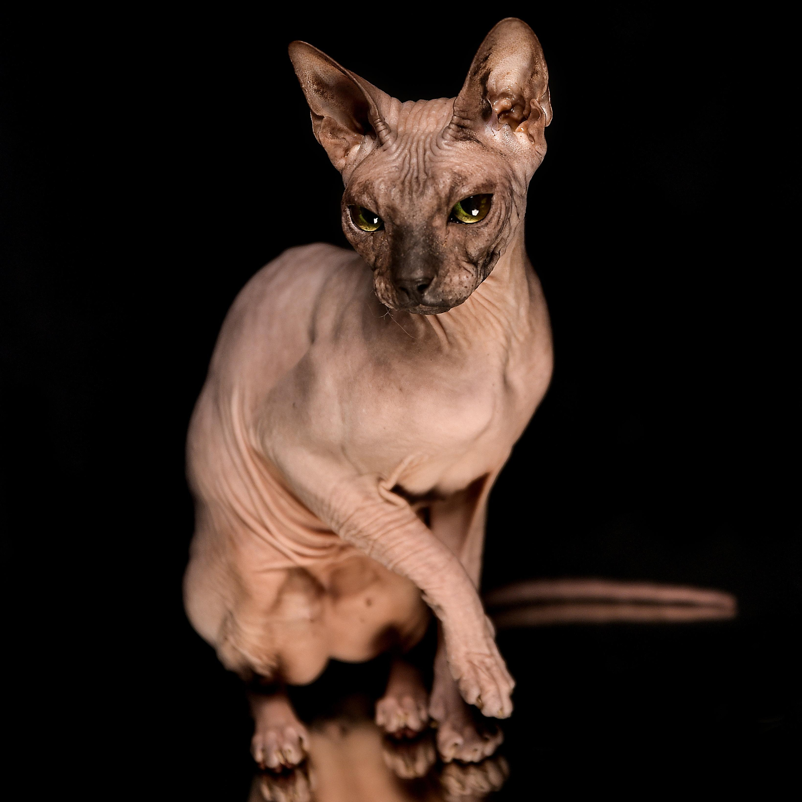 Фотосессия животных. Татьяна Кам Арт - фотограф Ангарска