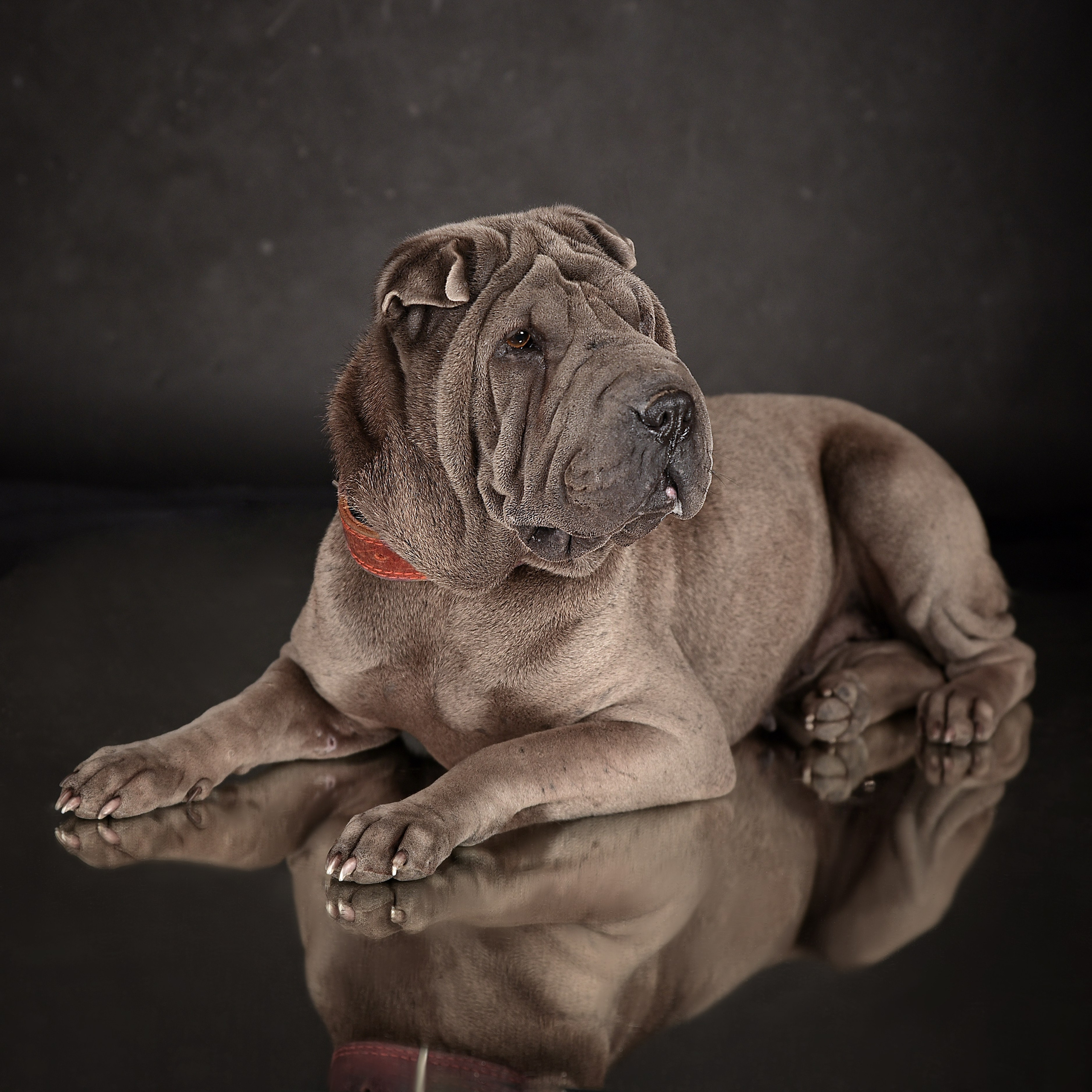 Фотосессия животных. Татьяна Кам Арт - фотограф Ангарска