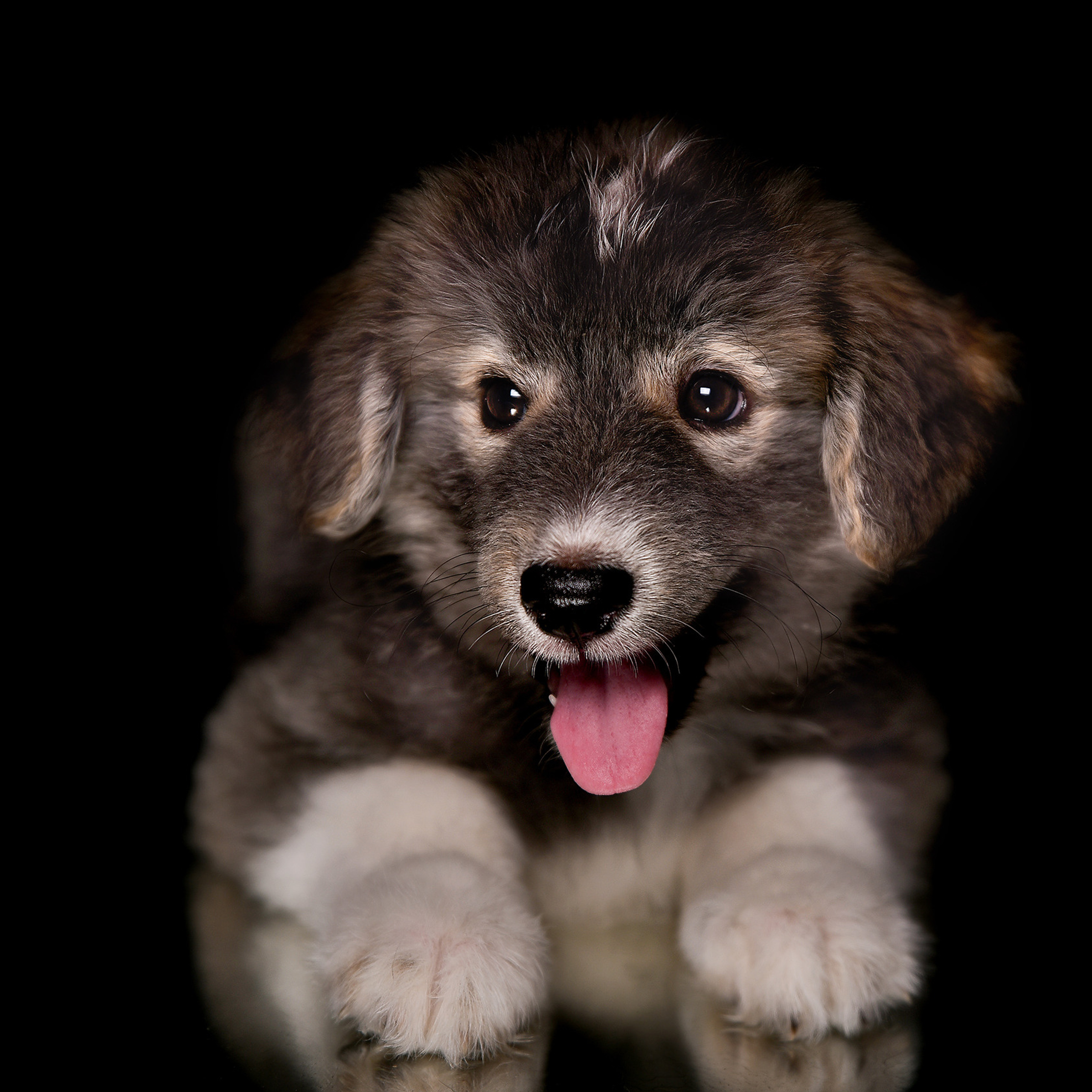 Фотосессия животных. Татьяна Кам Арт - фотограф Ангарска