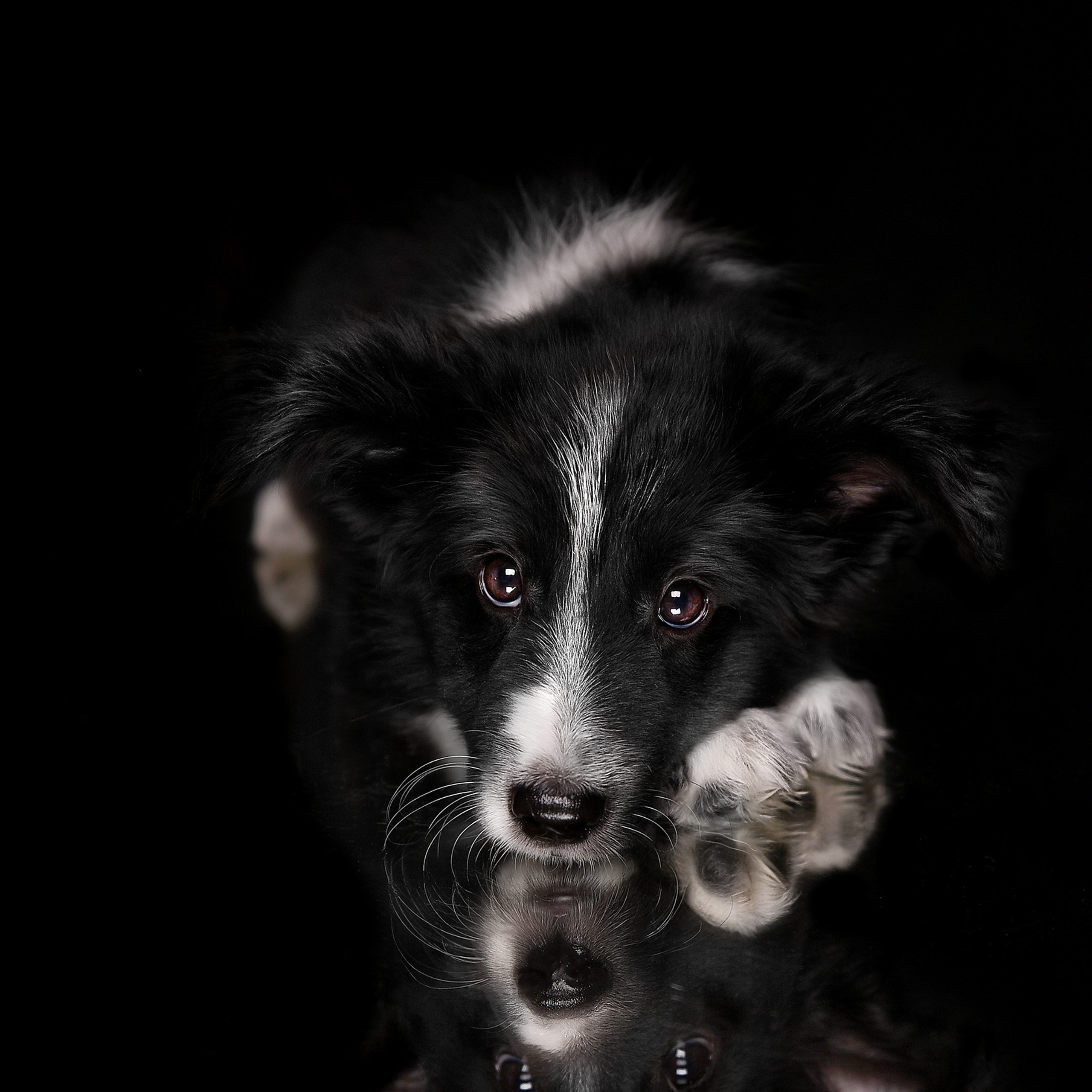 Фотосессия животных. Татьяна Кам Арт - фотограф Ангарска