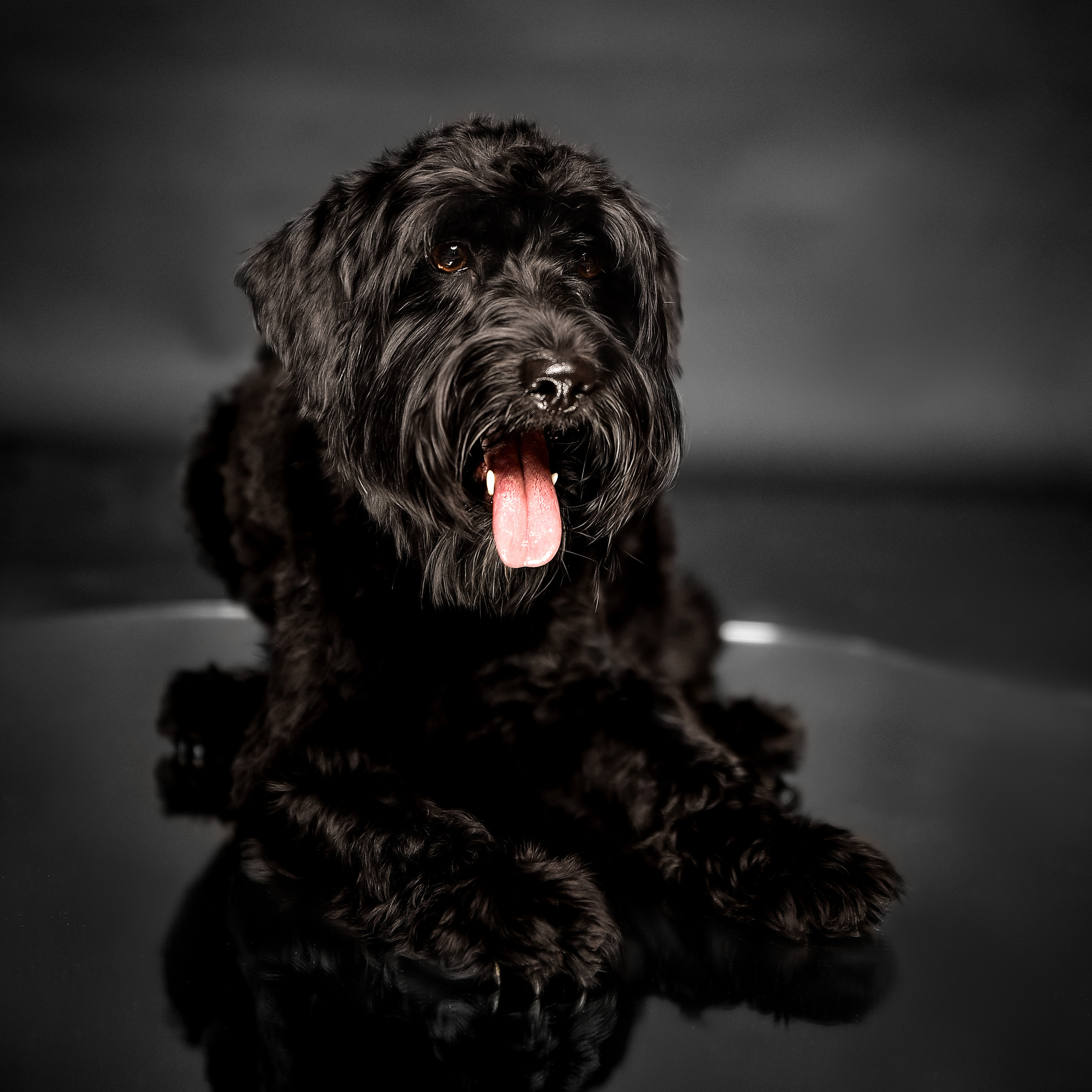 Фотосессия животных. Татьяна Кам Арт - фотограф Ангарска