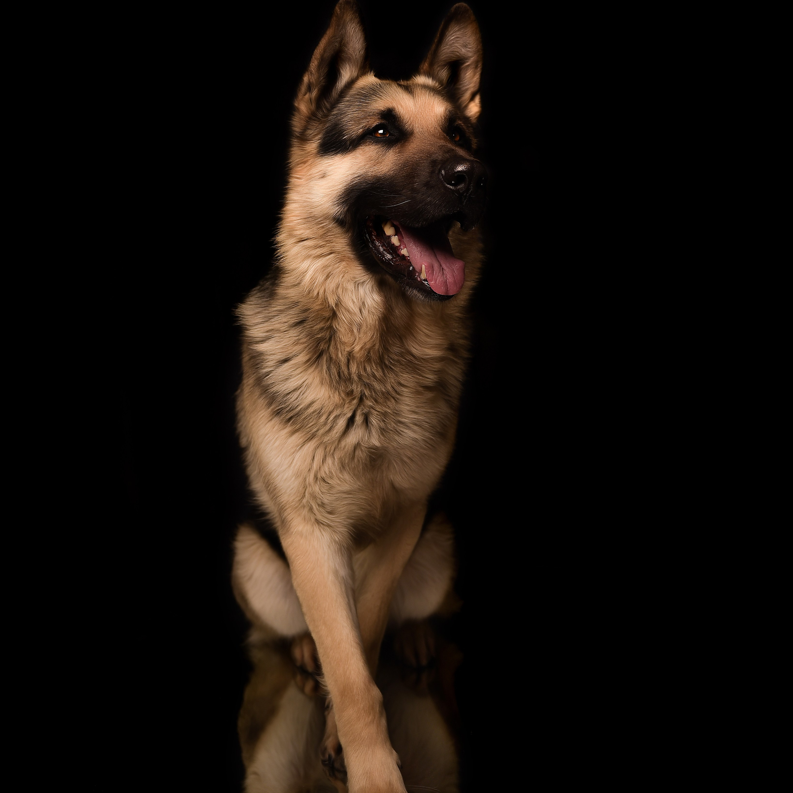 Фотосессия животных. Татьяна Кам Арт - фотограф Ангарска