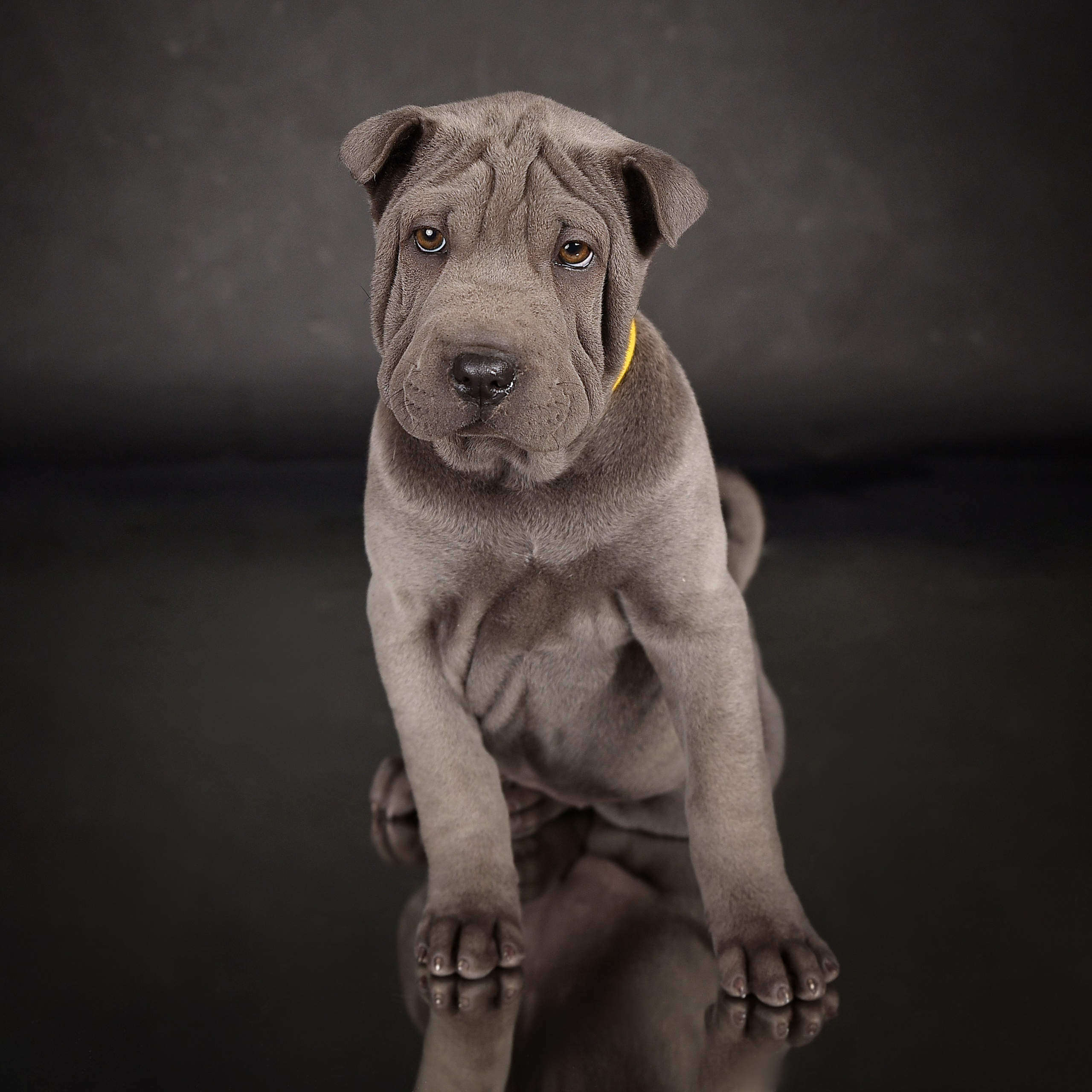 Фотосессия животных. Татьяна Кам Арт - фотограф Ангарска