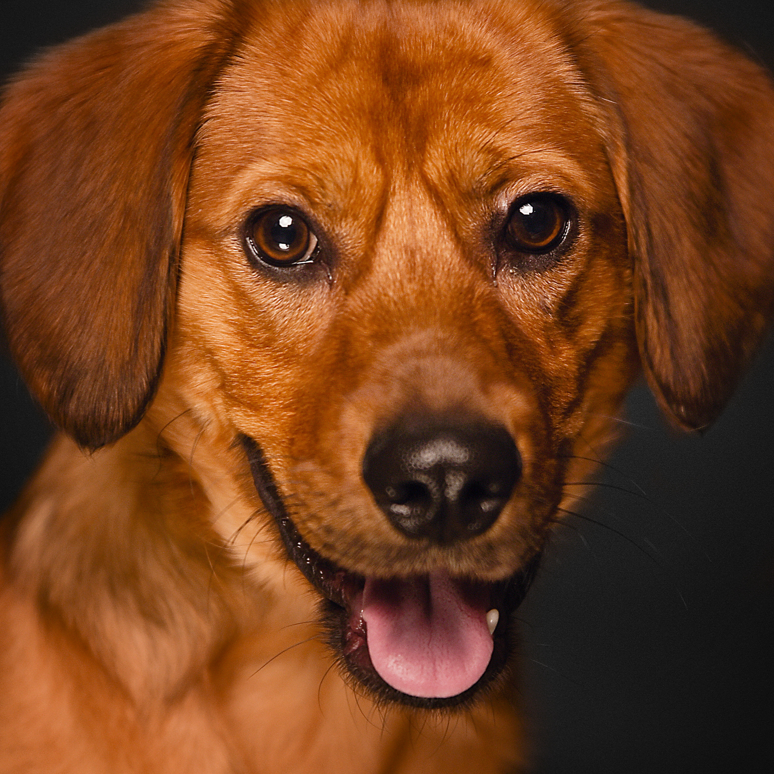 Фотосессия животных. Татьяна Кам Арт - фотограф Ангарска