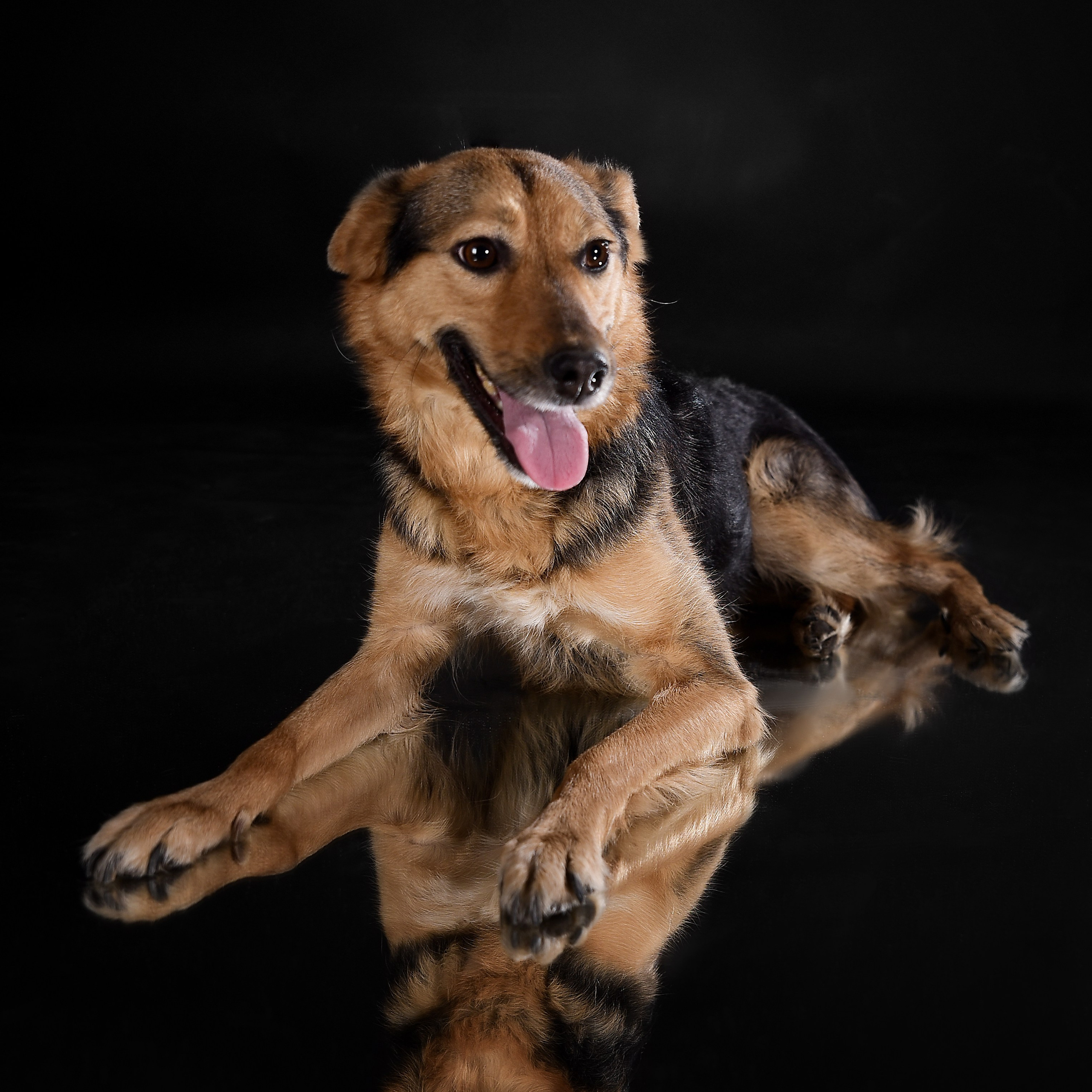 Фотосессия животных. Татьяна Кам Арт - фотограф Ангарска