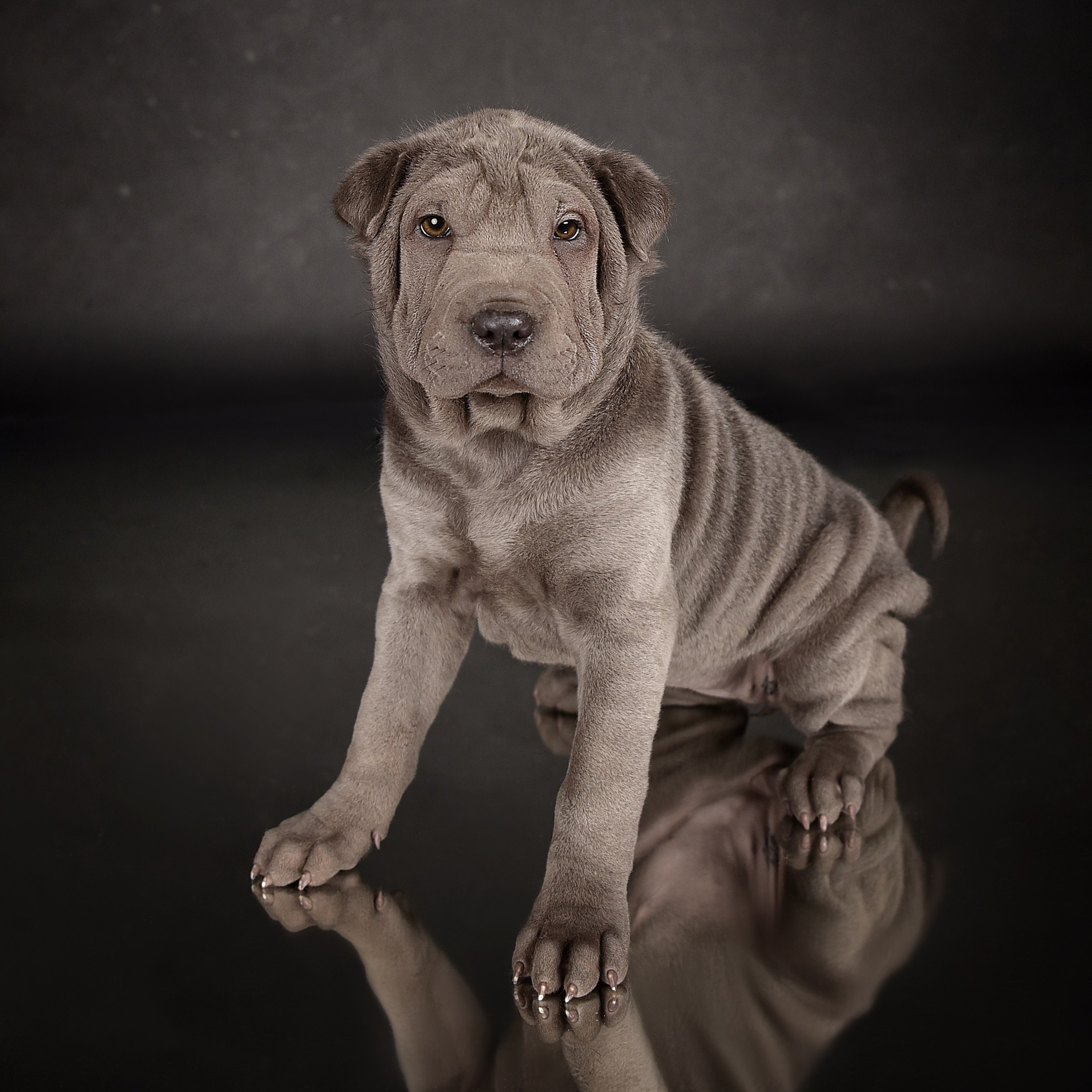 Фотосессия животных. Татьяна Кам Арт - фотограф Ангарска